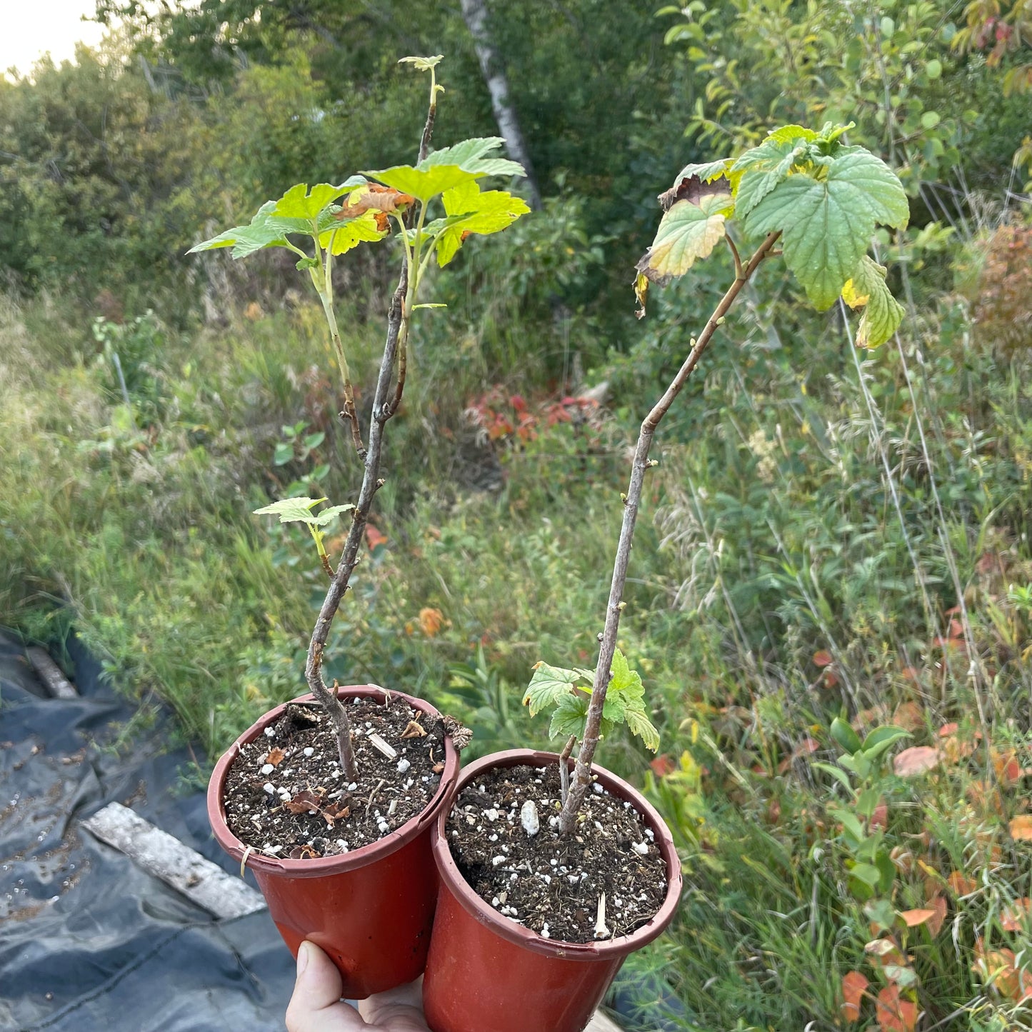 Cassis Titania (Ribes nigrum 'Titania')
