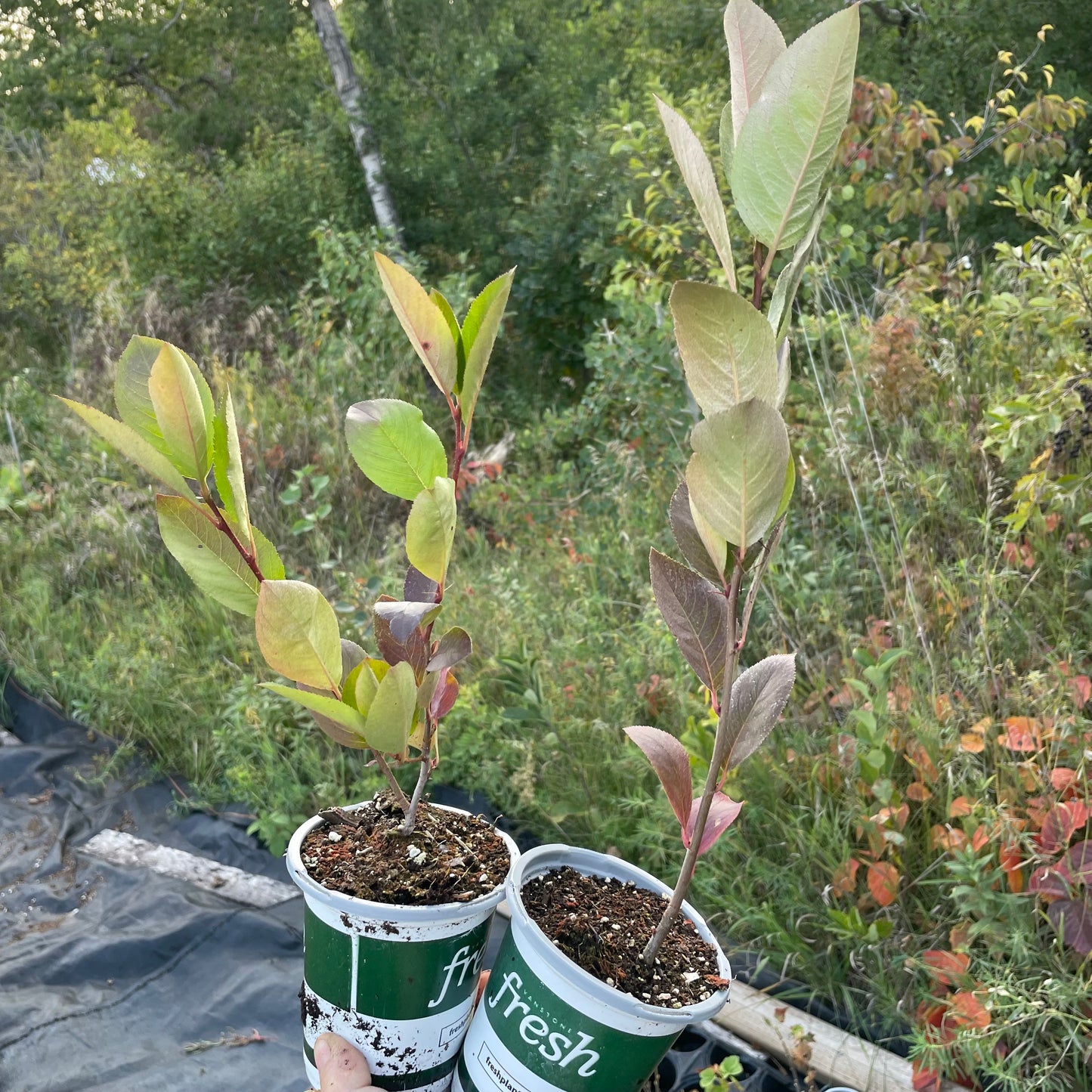 Aron Purple Chokeberry (Aronia melanocarpa 'Aron') - Zone 3