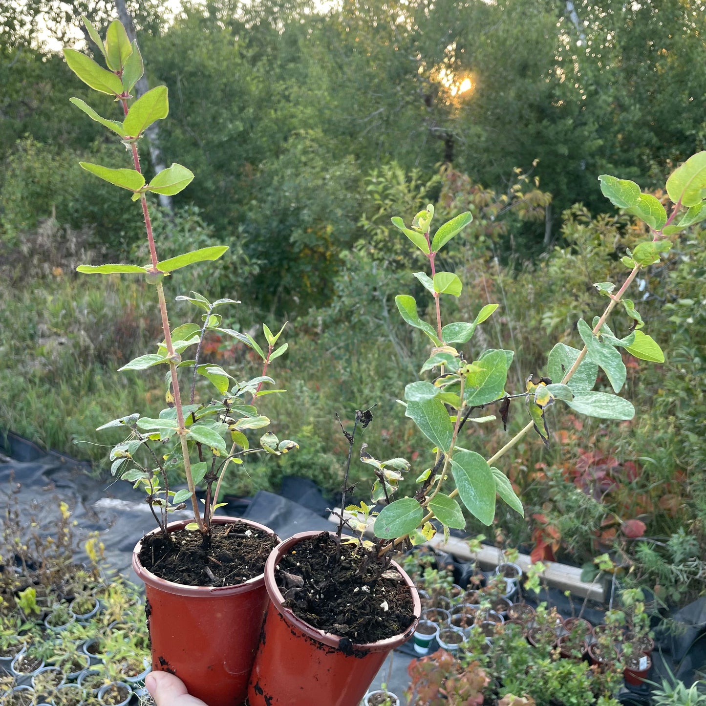 Haskap bijou polaire (Lonicera caerulea 'Polar Jewel')