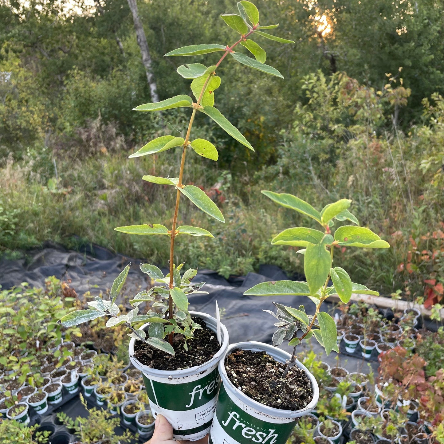 Haskap - Blizzard boréal (Lonicera caerulea 'Boreal Blizzard')
