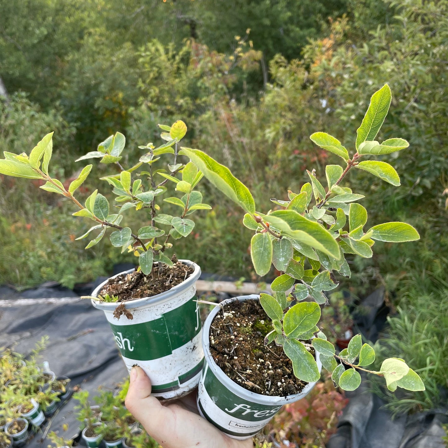 Haskap misterioso (Lonicera caerulea)