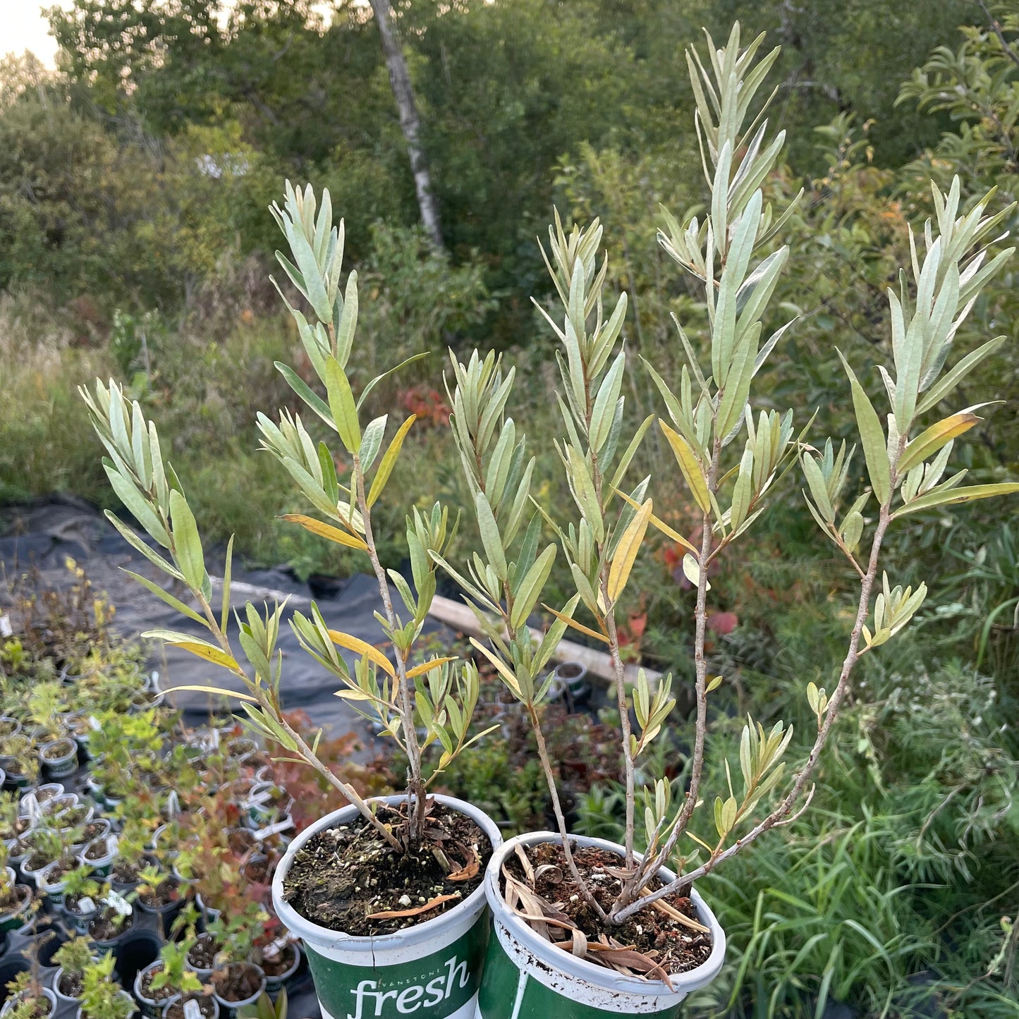 Pollmix Argousier (Hippophae rhamnoides 'Pollmix') - Pollinisateur mâle