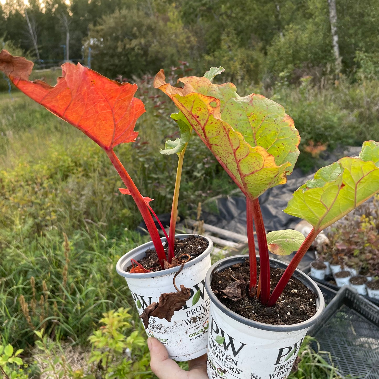 Garden Rhubarb (Rheum × hybridum)
