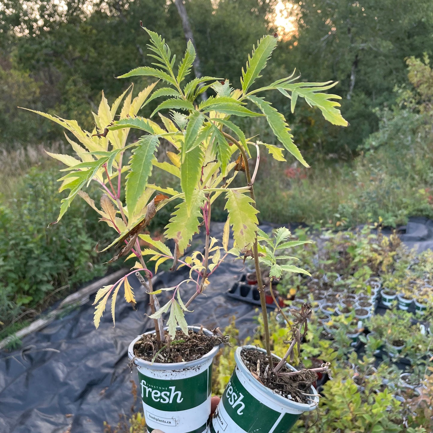 Sureau rouge à feuilles dentelées (Sambucus racemosa)