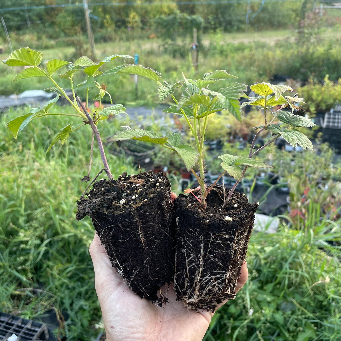 Frambuesa Negra de Wyoming (Rubus occidentalis 'Wyoming')