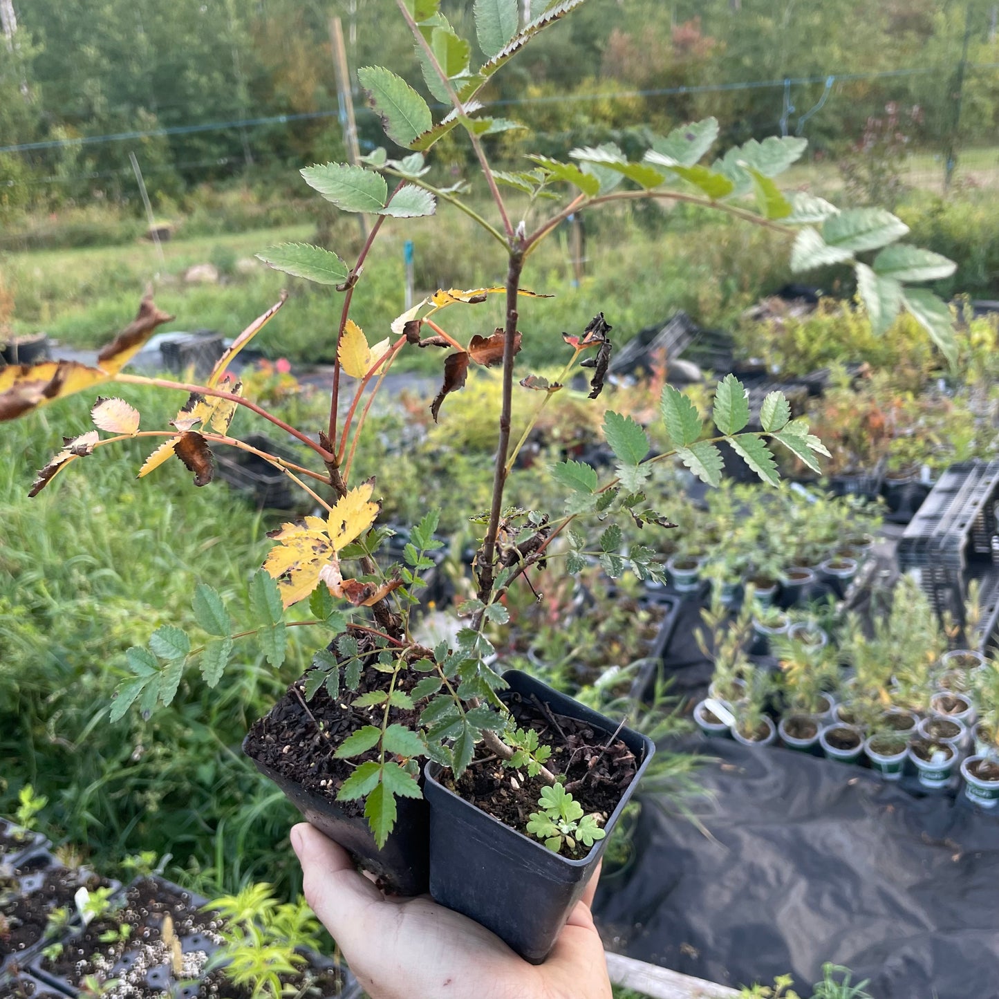 Sorbier européen (Sorbus aucuparia)