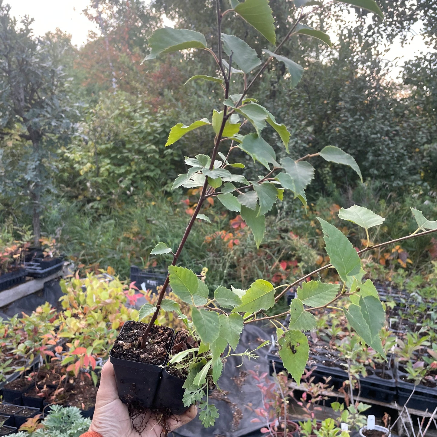Paper Birch (Betula papyrifera)
