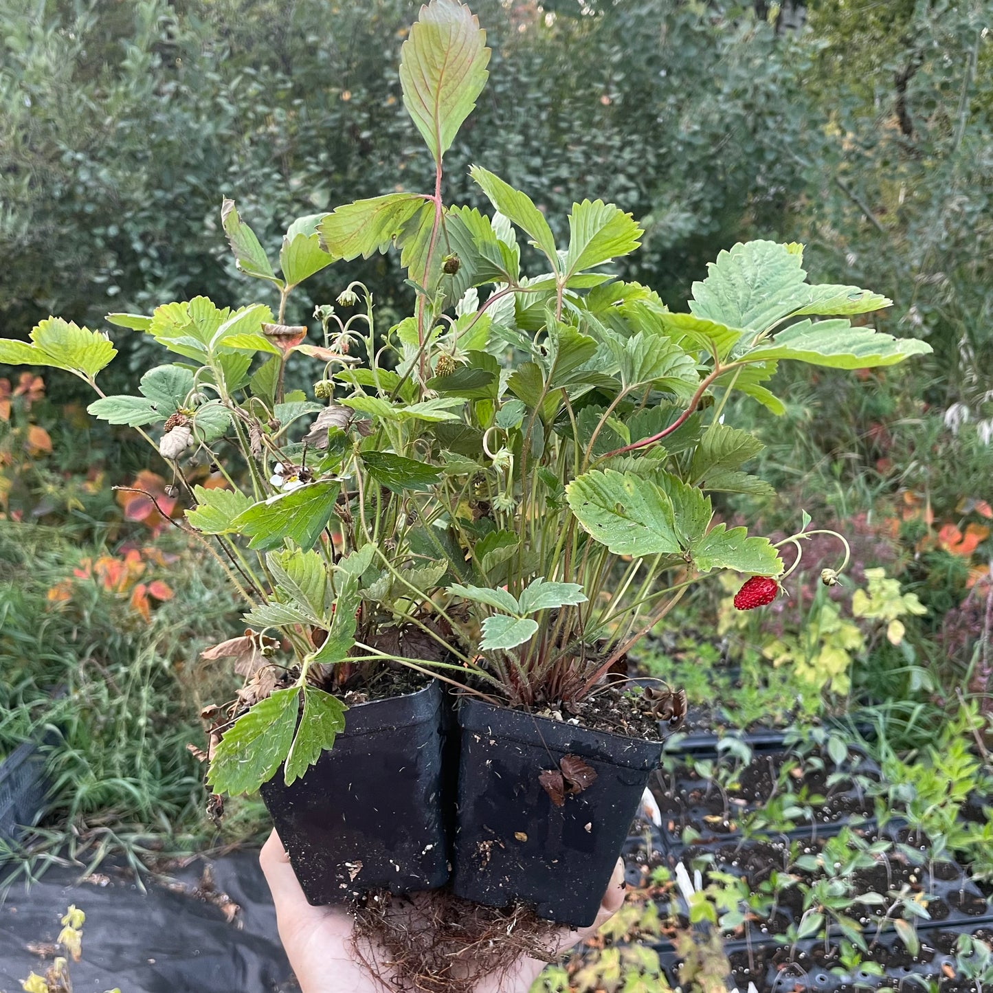 Fraise des Alpes, Fraise des bois (Fragaria vesca)