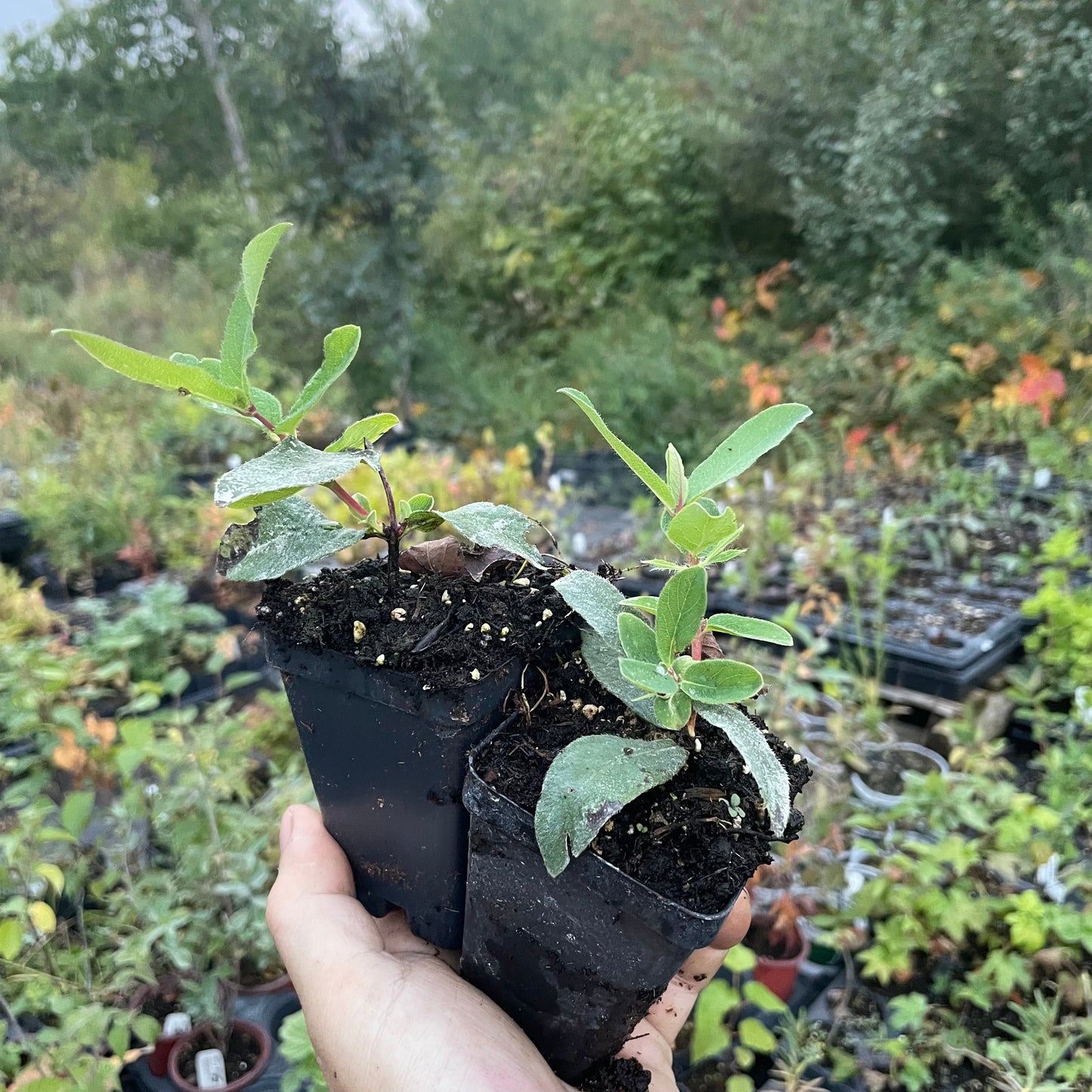 Haskap - Blizzard boréal (Lonicera caerulea 'Boreal Blizzard')