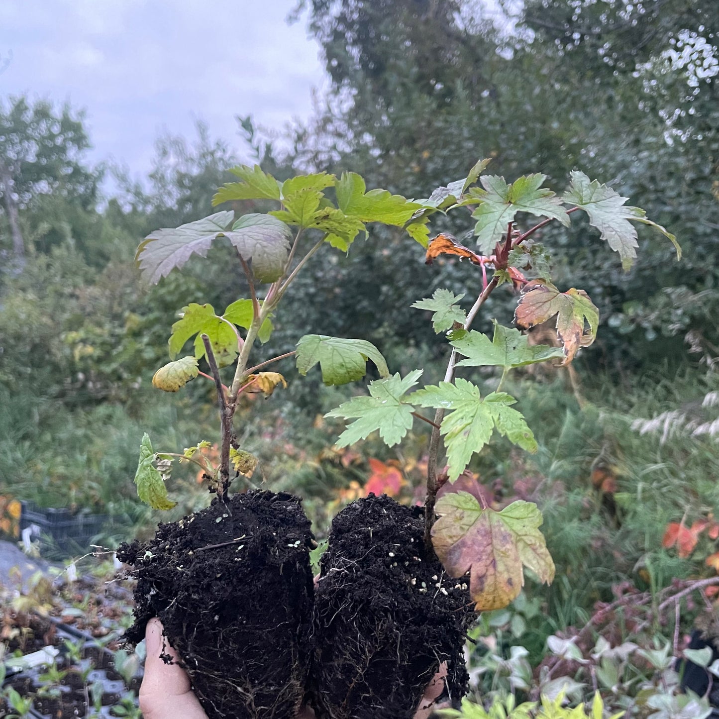 Skunk Currant (Ribes glandulosum)