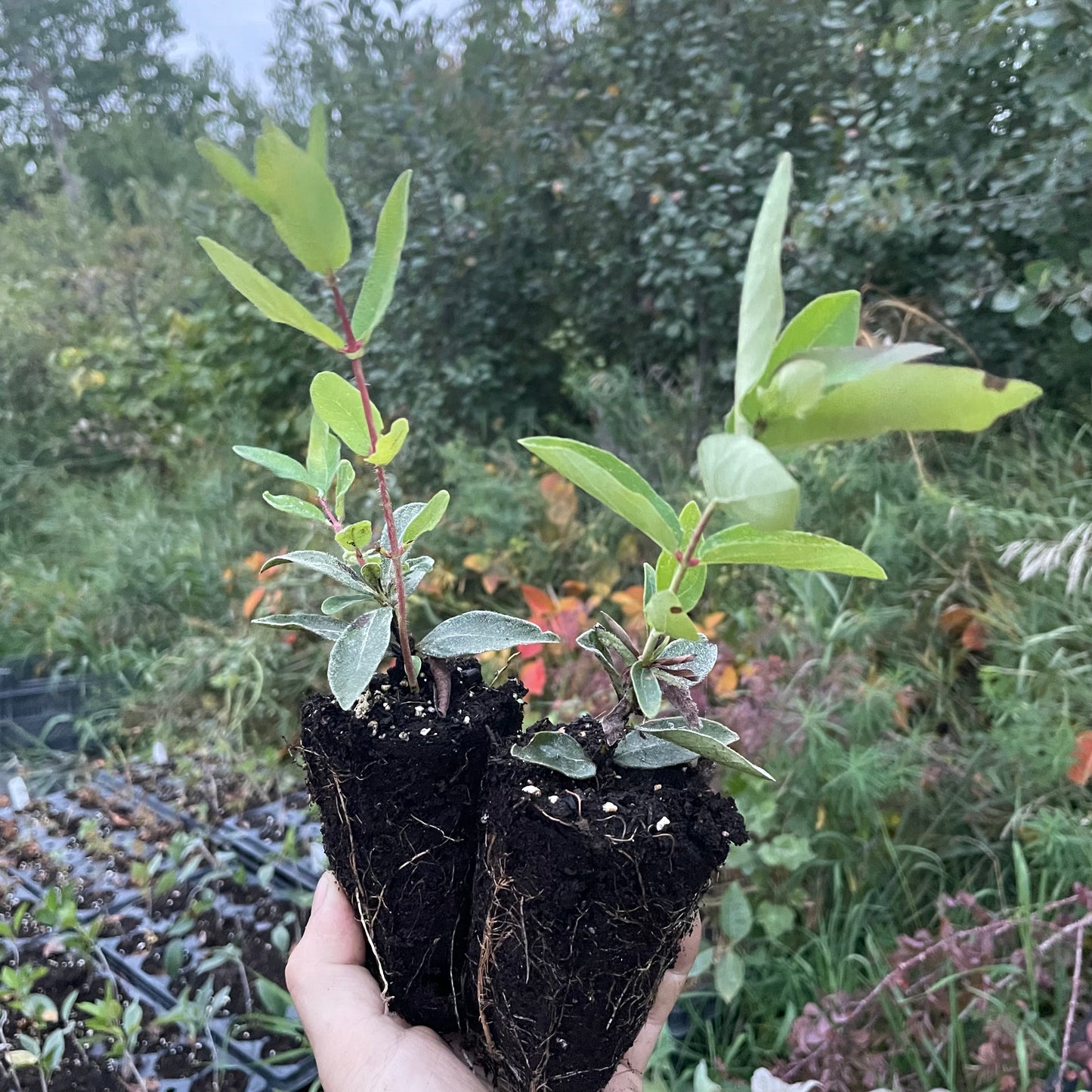 Haskap - Bête boréale (Lonicera caerulea 'Boreal Beast')
