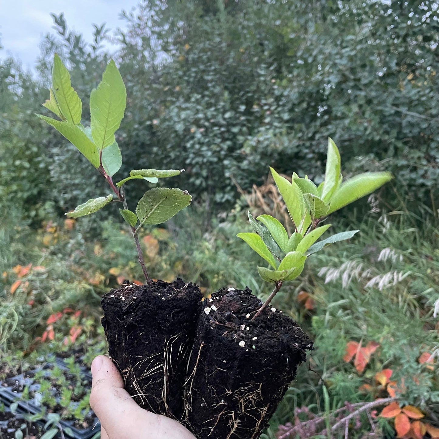 Beach Plum (Prunus maritima)