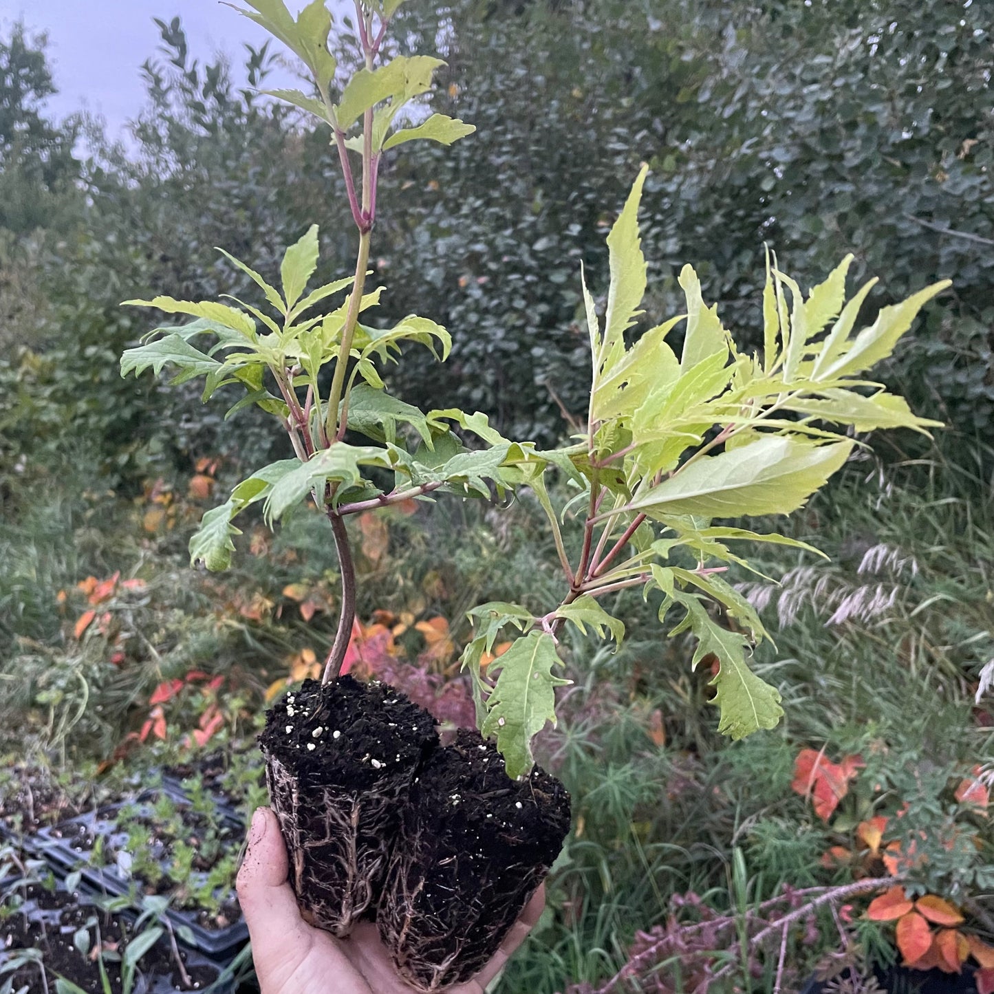 Sureau rouge à feuilles dentelées (Sambucus racemosa)
