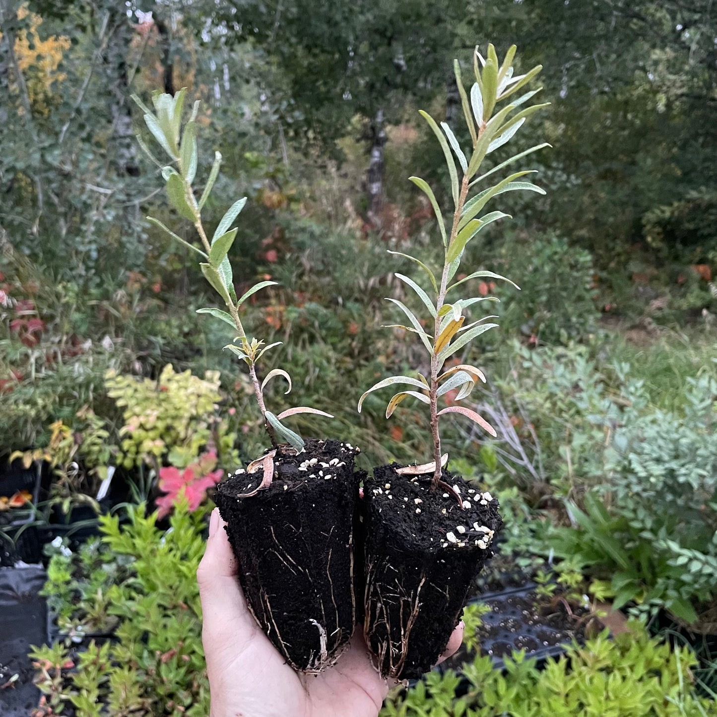 Pollmix Argousier (Hippophae rhamnoides 'Pollmix') - Pollinisateur mâle