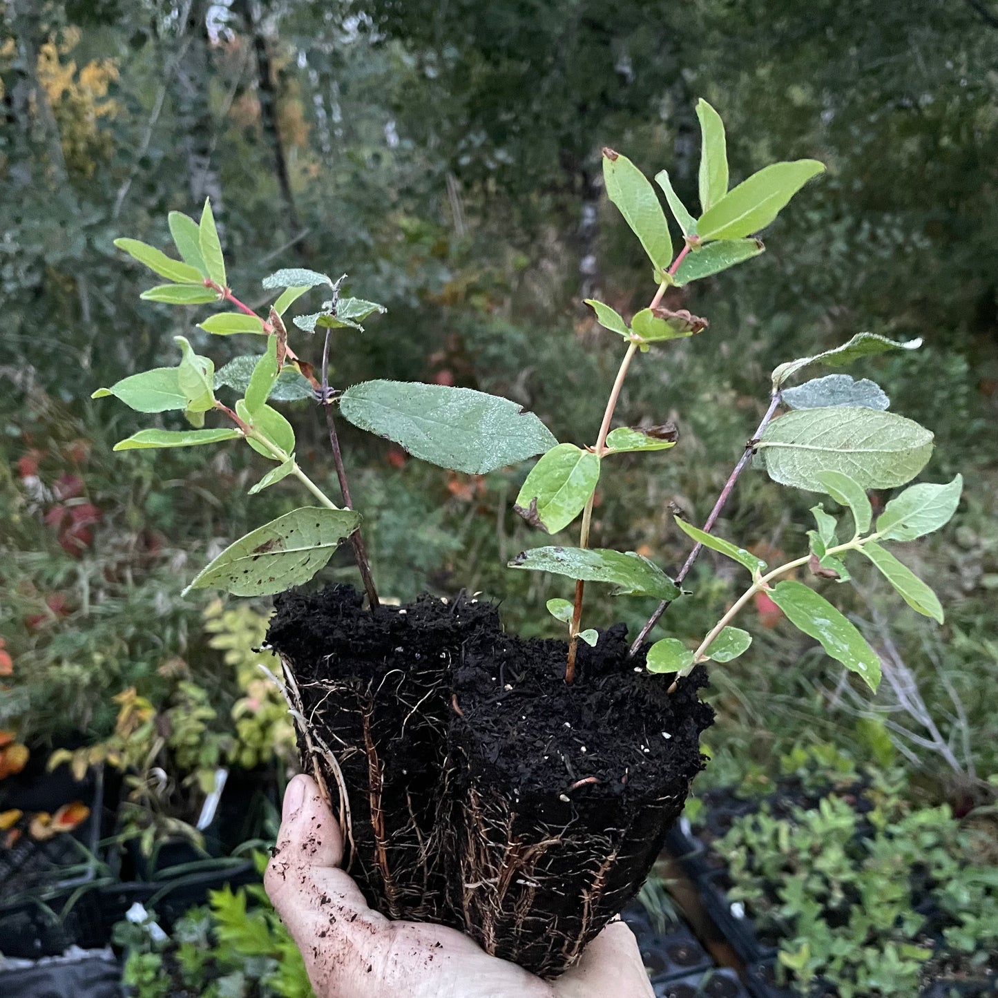 Haskap - Blizzard boréal (Lonicera caerulea 'Boreal Blizzard')