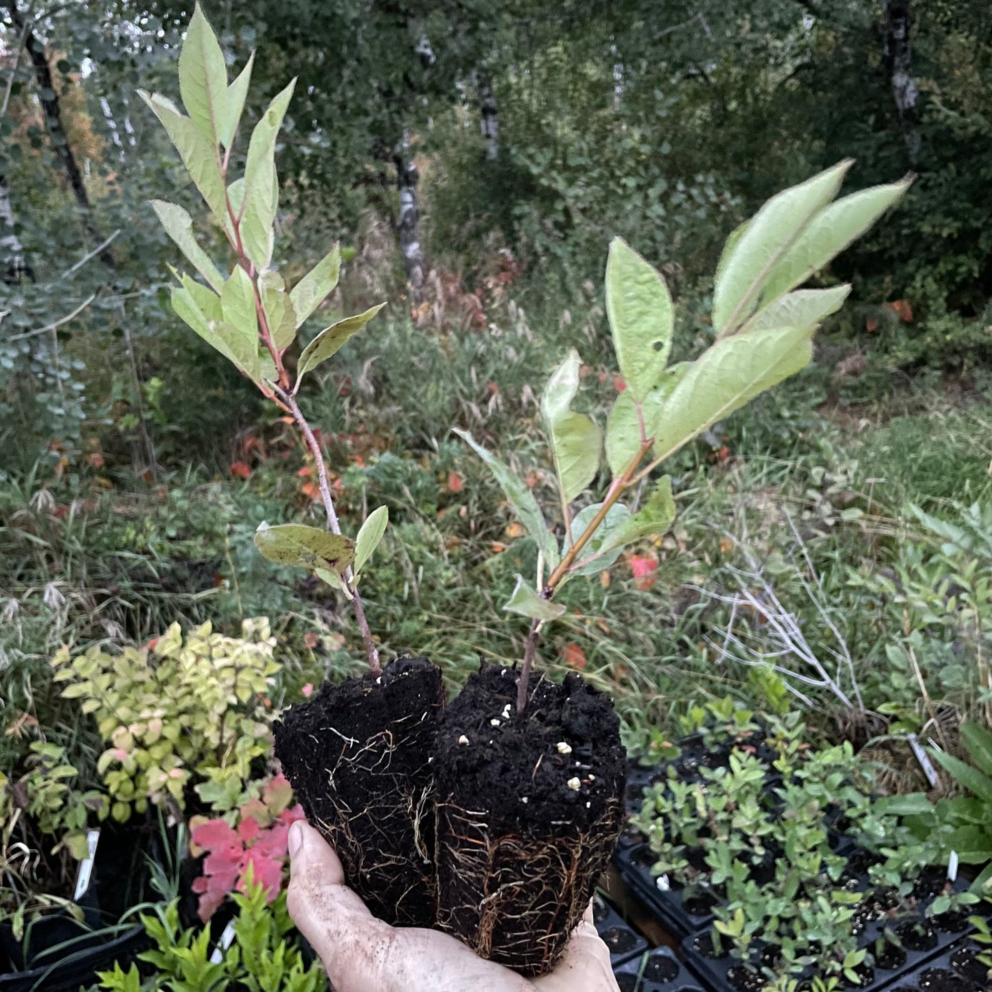 Cherry Plum Rootstock (Prunus 'Jeffchum')