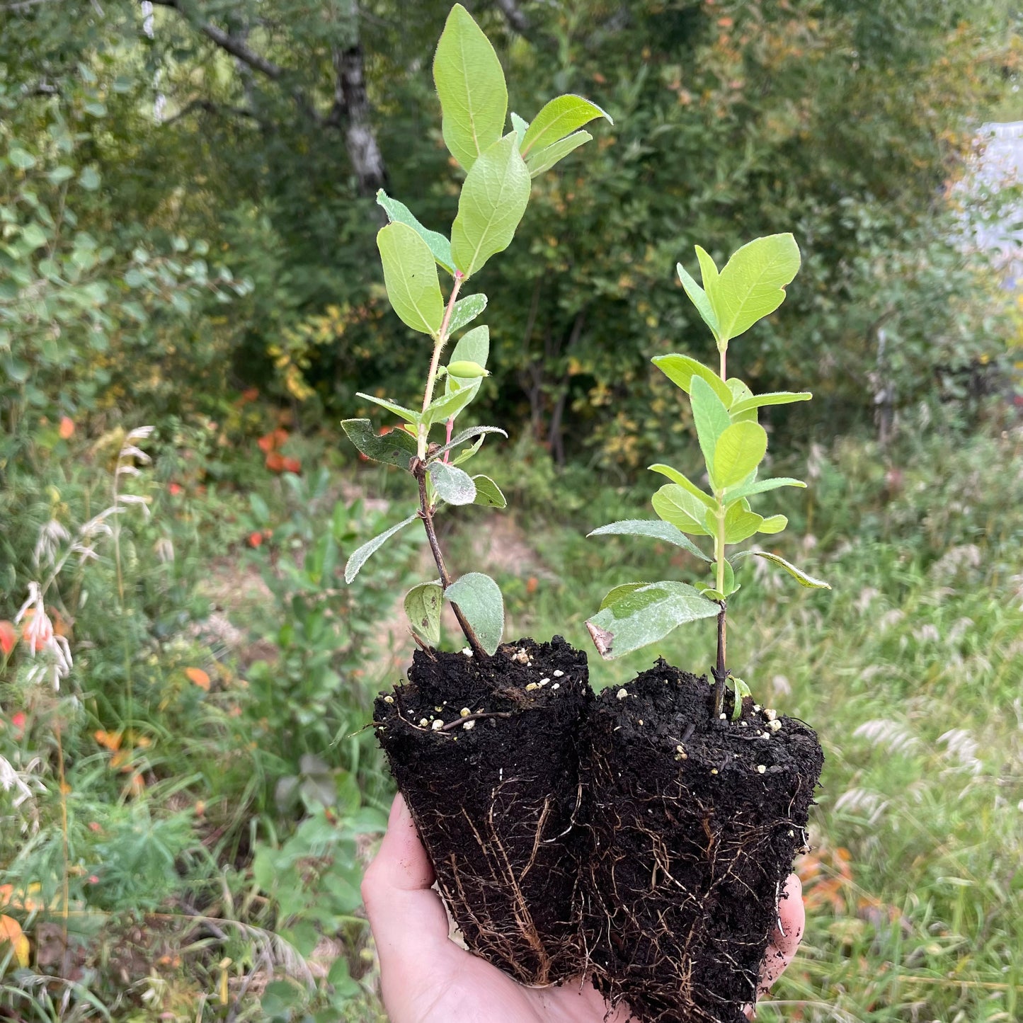 Haskap - Bête boréale (Lonicera caerulea 'Boreal Beast')