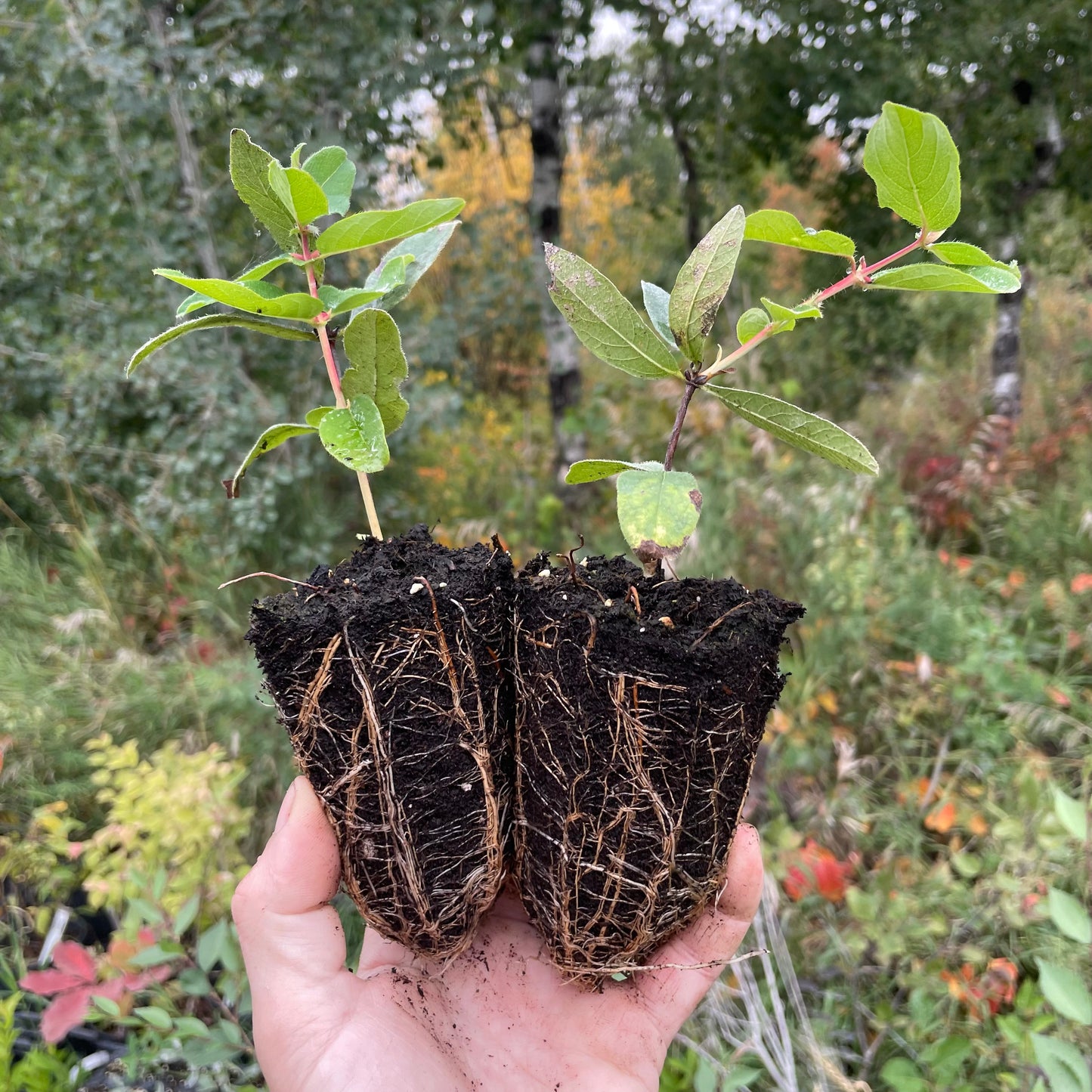 Haskap - Blizzard boréal (Lonicera caerulea 'Boreal Blizzard')