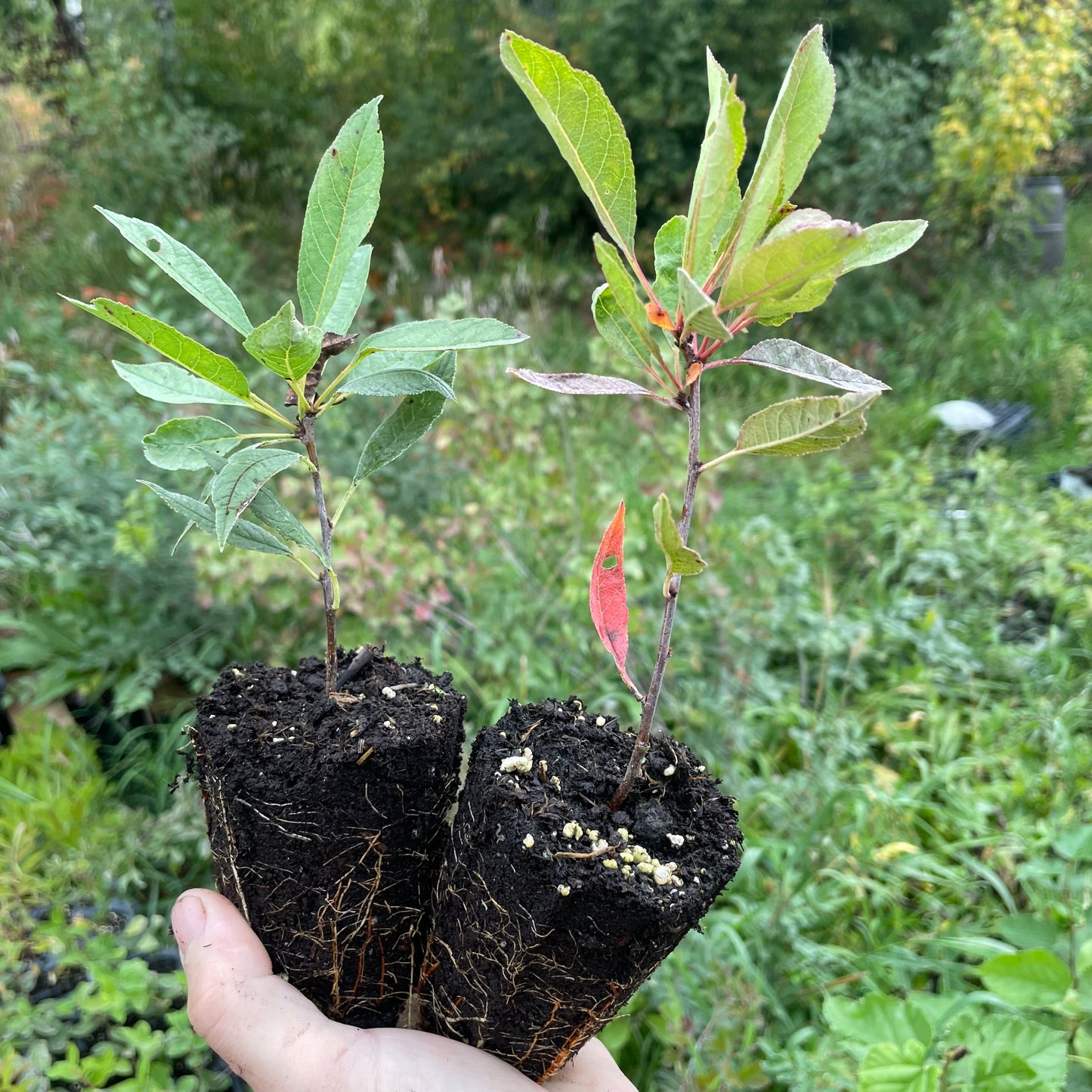 Manor Cherry Plum ('Sapa' x Prunus sp.)