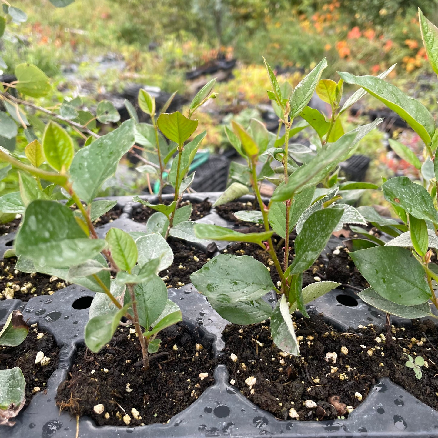 Haie Cotoneaster (Cotoneaster lucidus)