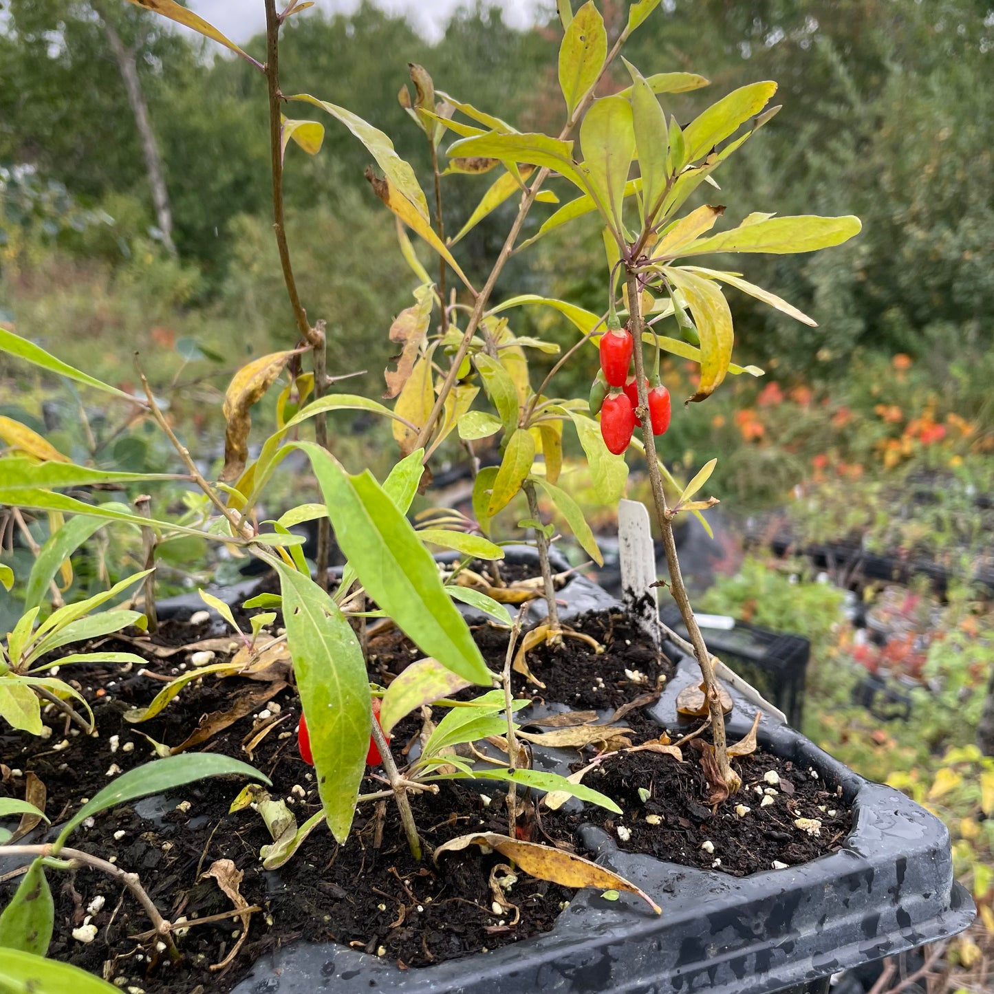 Baie de Goji (Lycium barbarum)
