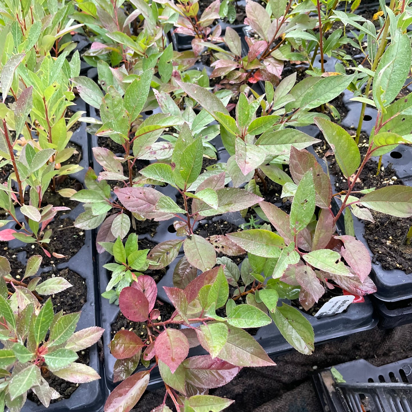 Ciruela cereza ópata (Prunus salicina x Prunus besseyi 'Opata')