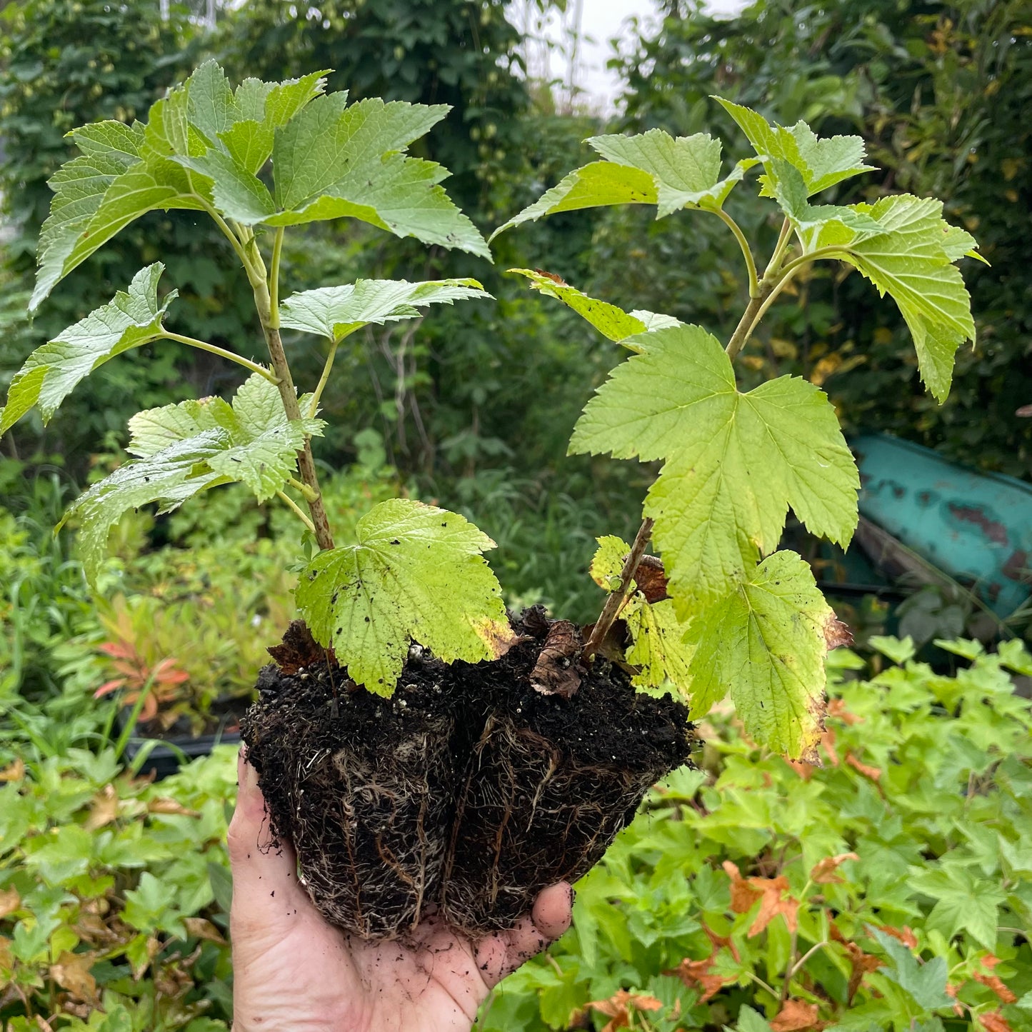 Ben Alder Black Currant (Ribes nigrum)