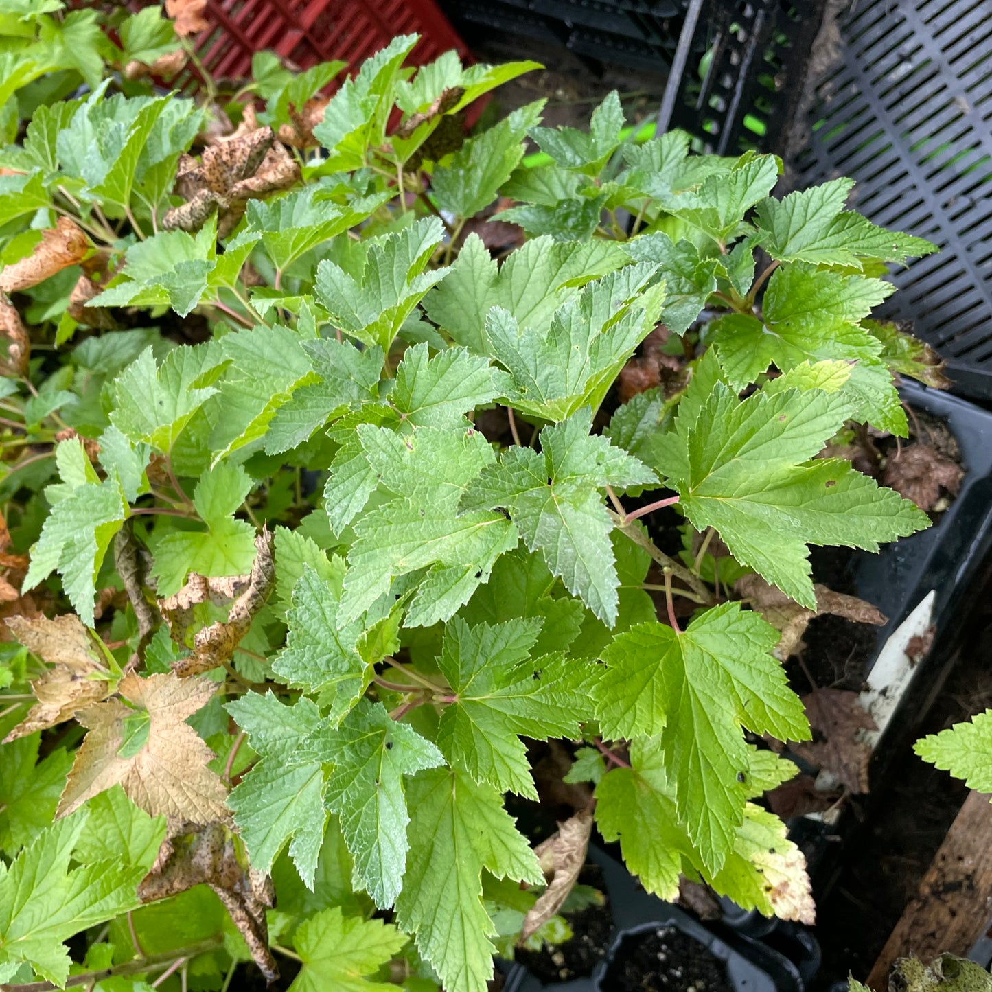 Groseillier rouge (Ribes rubrum 'Red Lake')