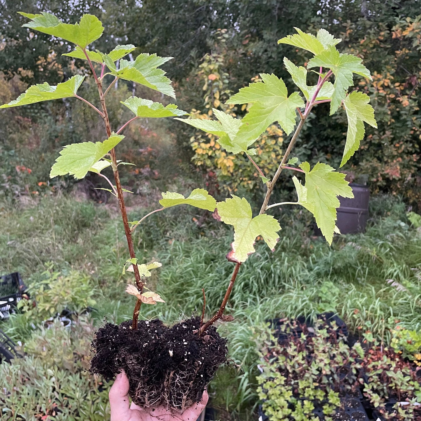 Cassis Ben Sarek (Ribes nigrum 'Ben Sarek')
