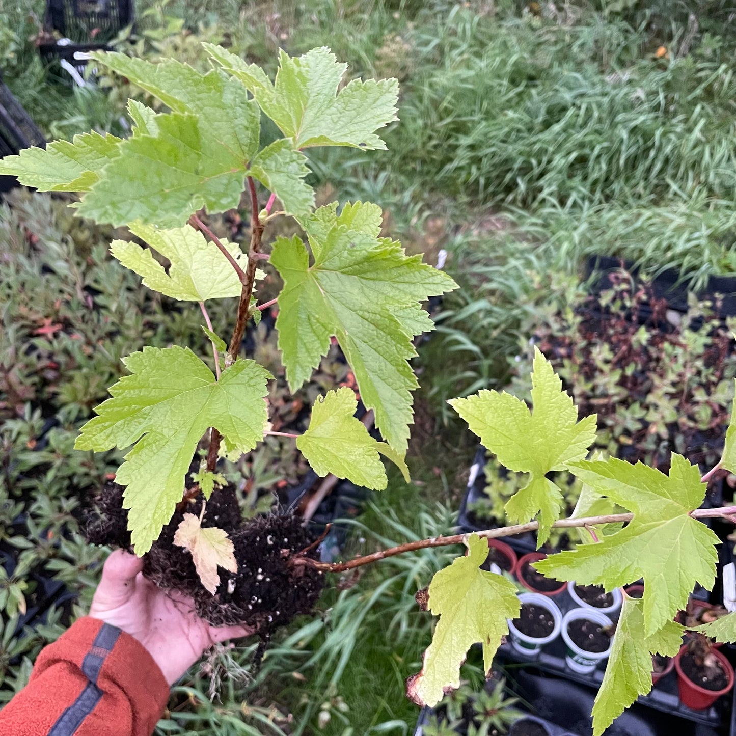 Cassis Ben Sarek (Ribes nigrum 'Ben Sarek')