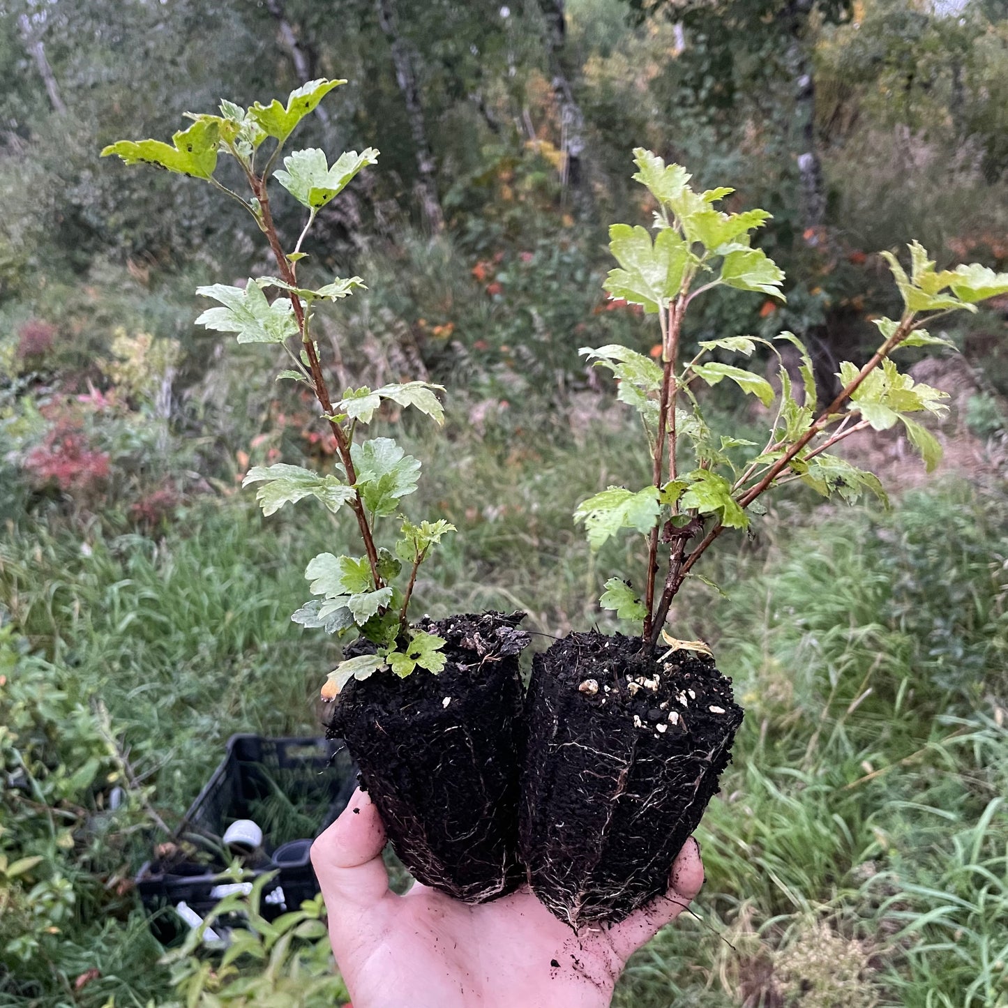 Groseille des Alpes (Ribes alpinum)