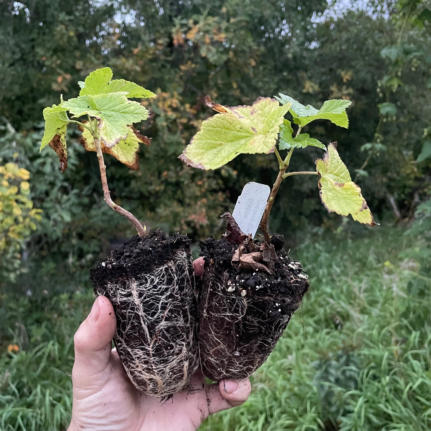 Öjebyn Black Currant (Ribes nigrum)