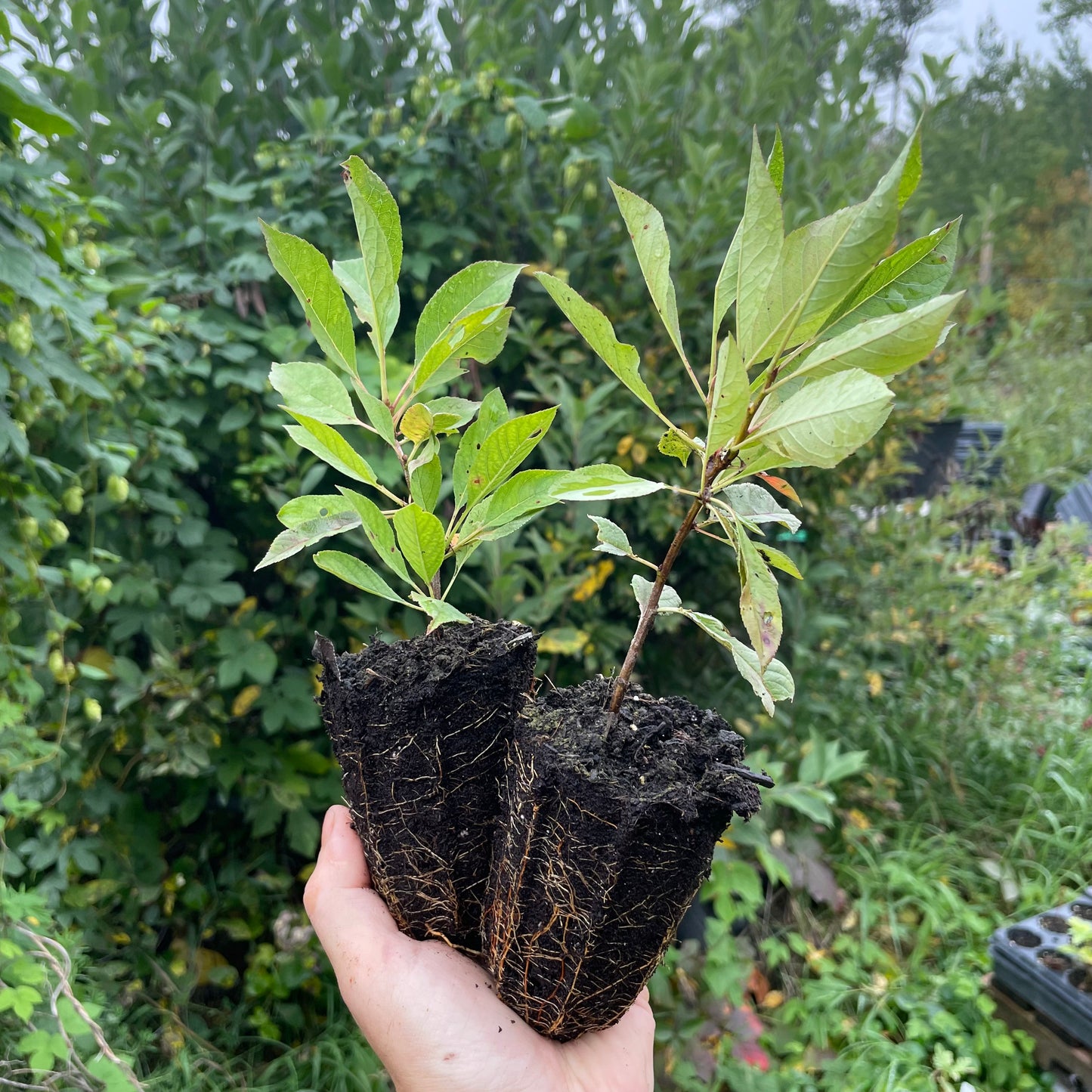 Prunier-cerise Sapalta (Prunus besseyi x Prunus salicina 'Kappa')