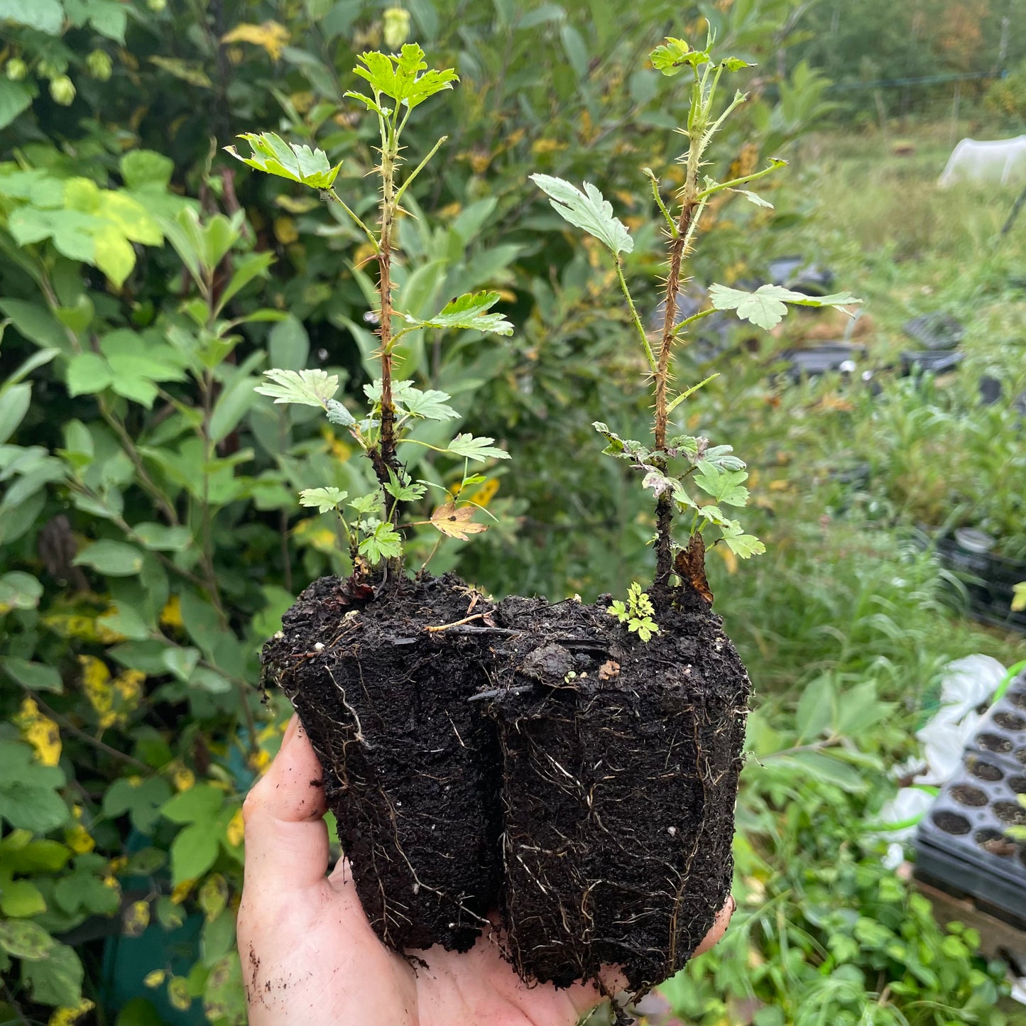 Groseille à maquereau du Canada (Ribes oxyacanthoides)
