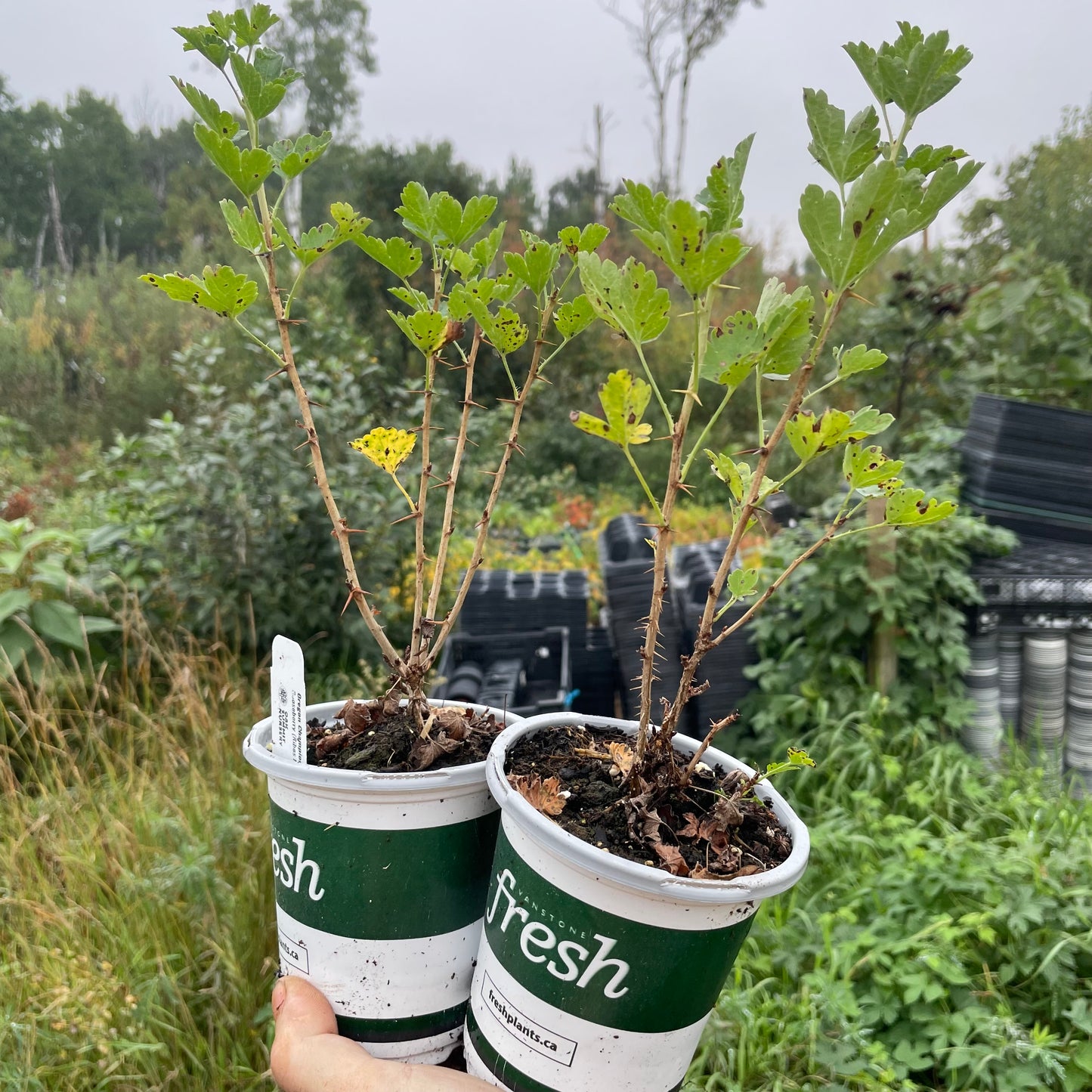 Oregon Champion Gooseberry (Ribes uva-crispa 'Oregon Champion')