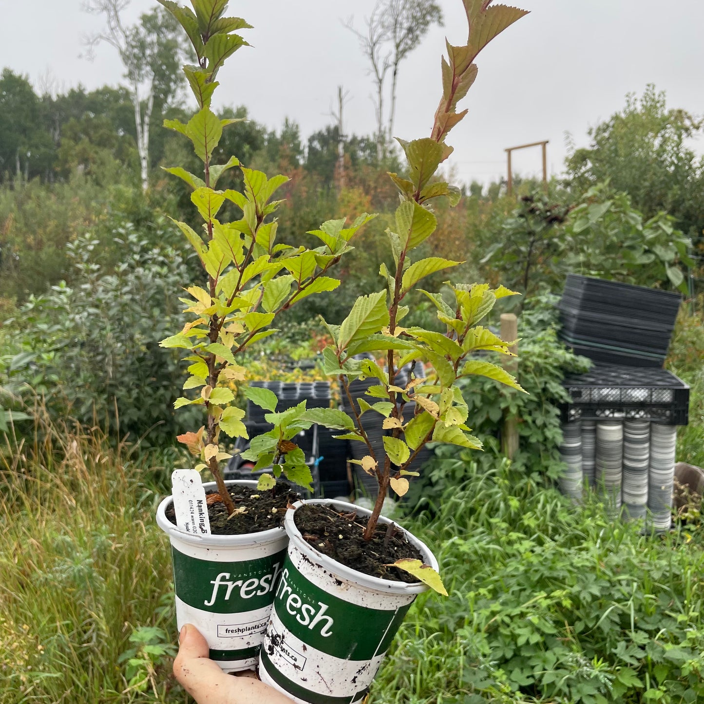Nanking Cherry (Prunus tomentosa)