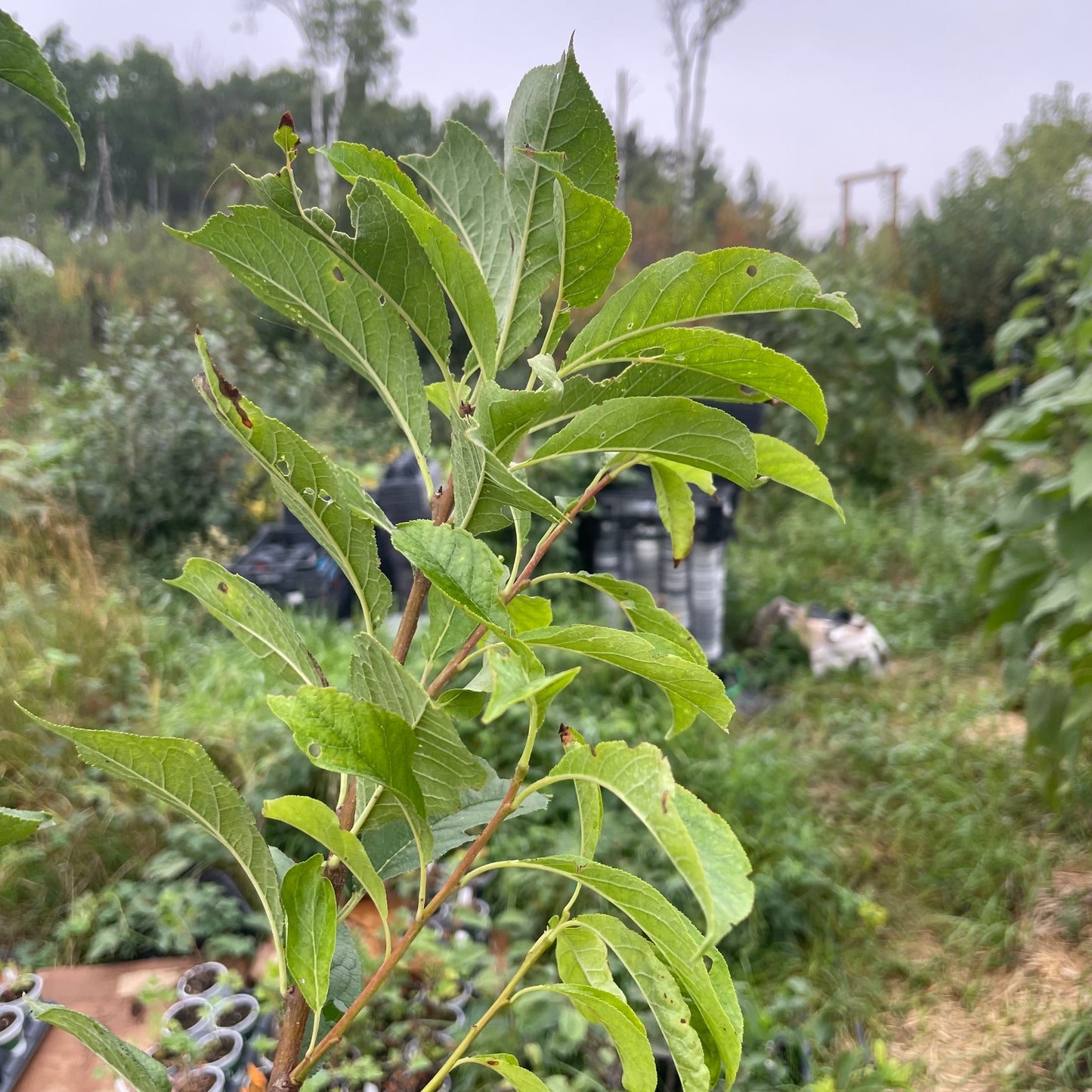 Fofonoff Plum (Prunus salicina ‘Fofonoff’)