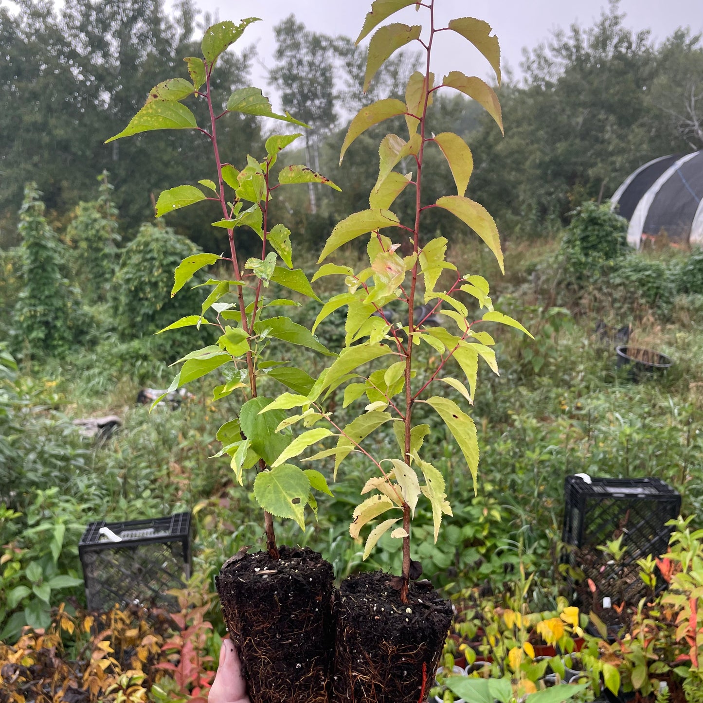 Manchurian Apricot Seedlings (Prunus mandshurica) - Zone 3