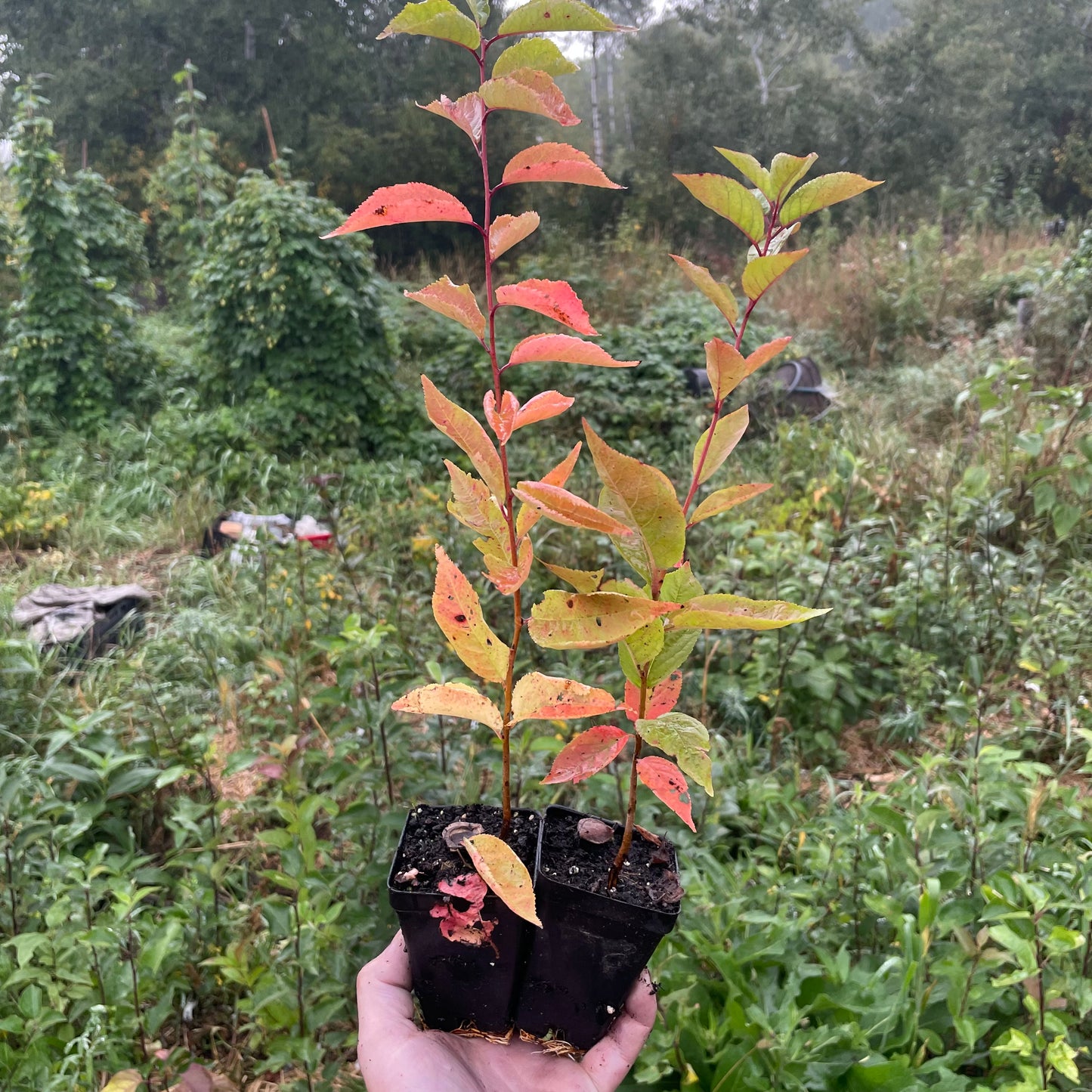 Jeunes plants de pruniers (Prunus sp.) - Zone 3