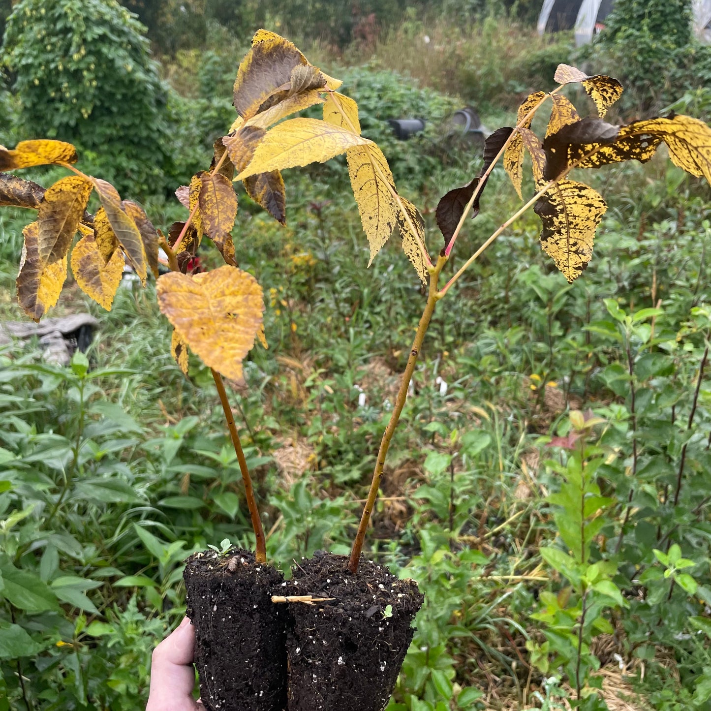 Graines de Noyer Noir (Juglans nigra) - (Zone 3) - 8 Noix