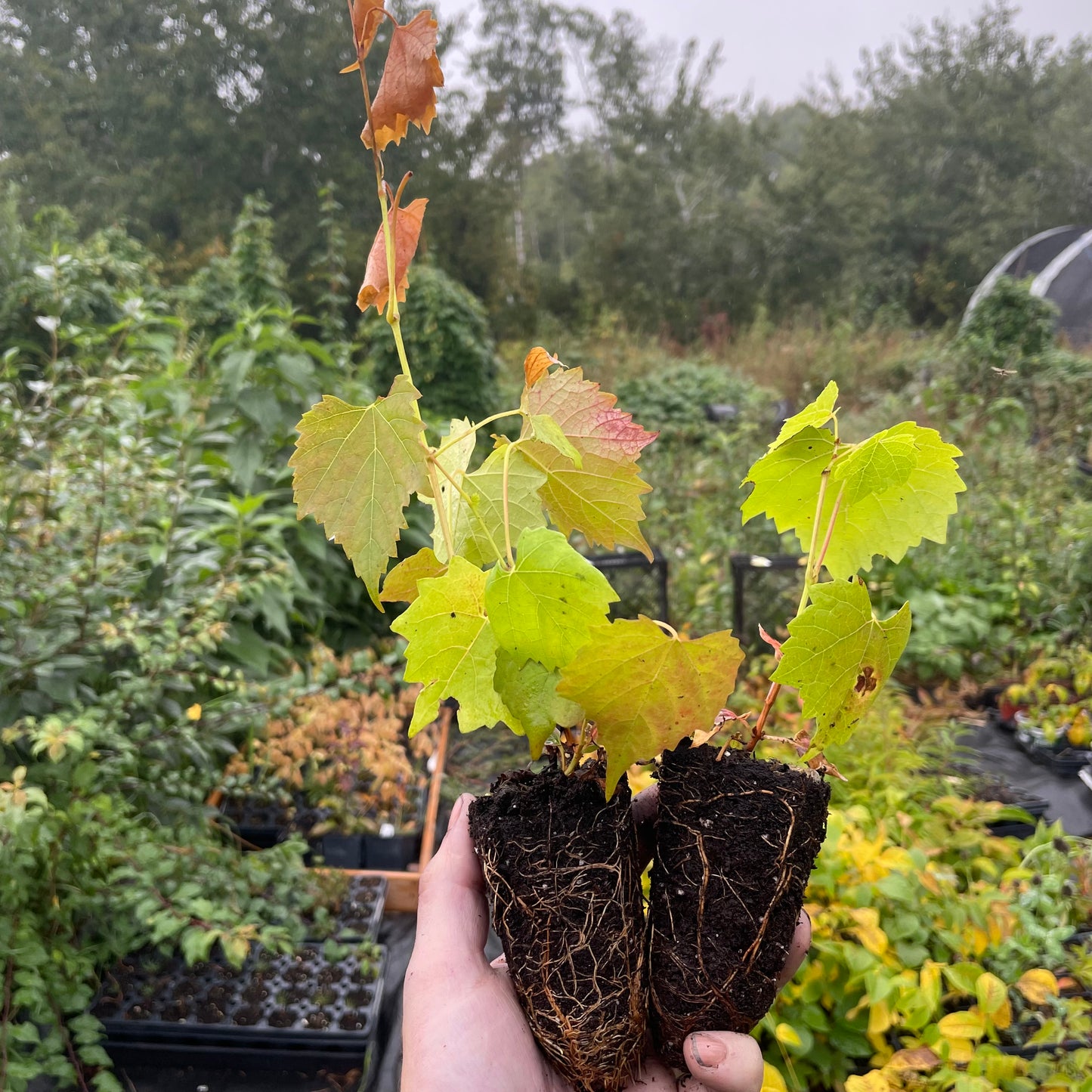 Plants de raisin de l'Amour (Vitis amurensis)