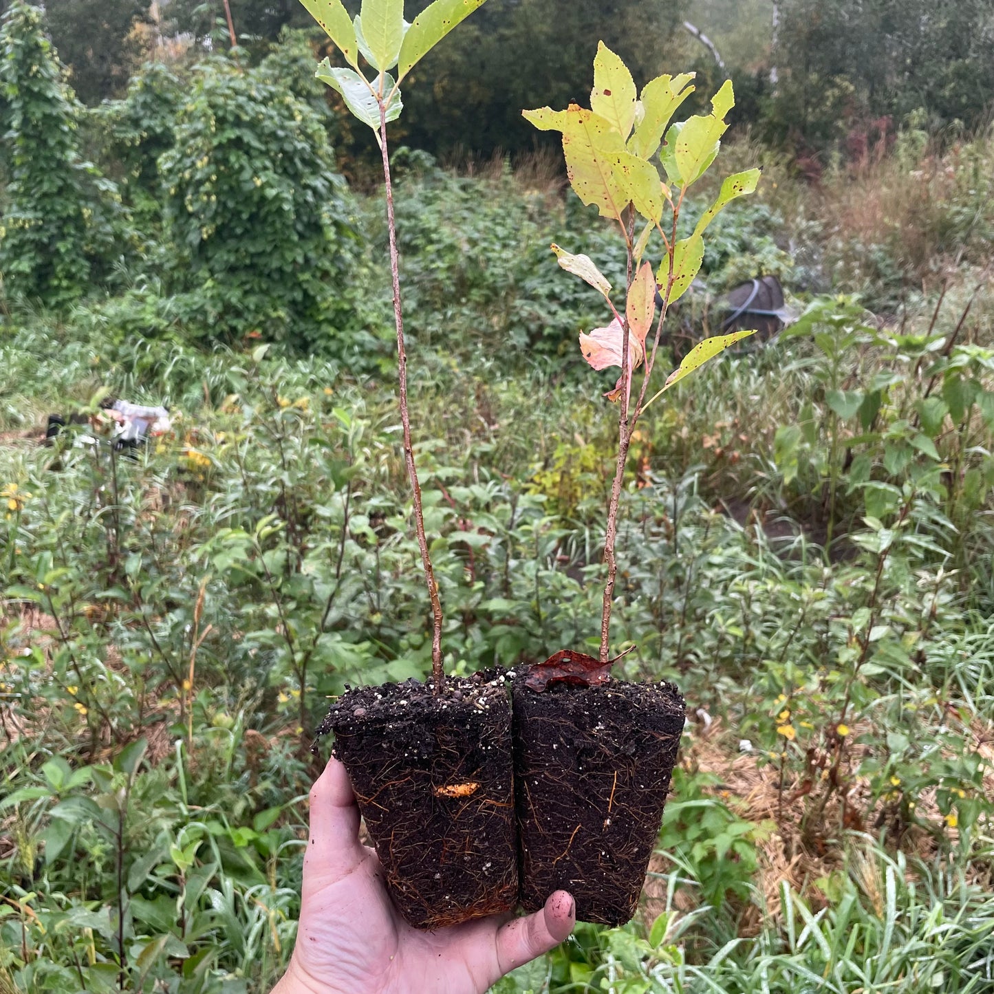 Cerisier de Virginie (Prunus virginiana var. melanocarpa)