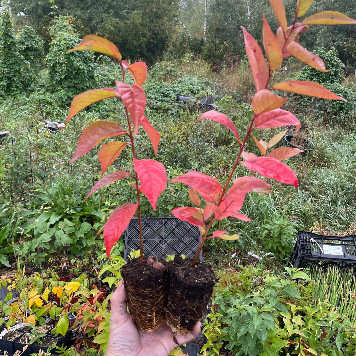 Jeunes plants de pruniers (Prunus sp.) - Zone 3