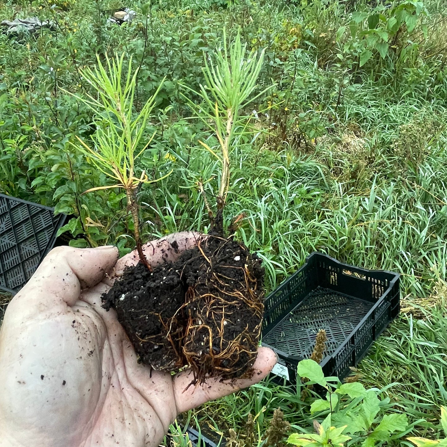 Tamarack (Larix laricina)