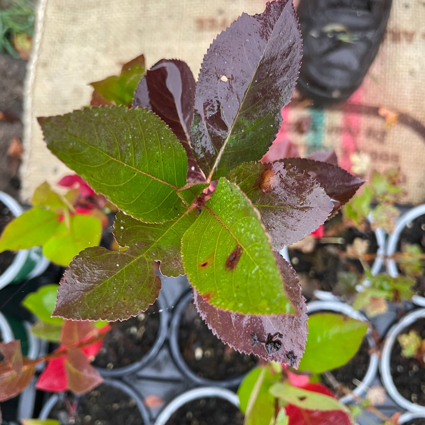 Viking Chokeberry (Aronia melanocarpa ‘Viking’)