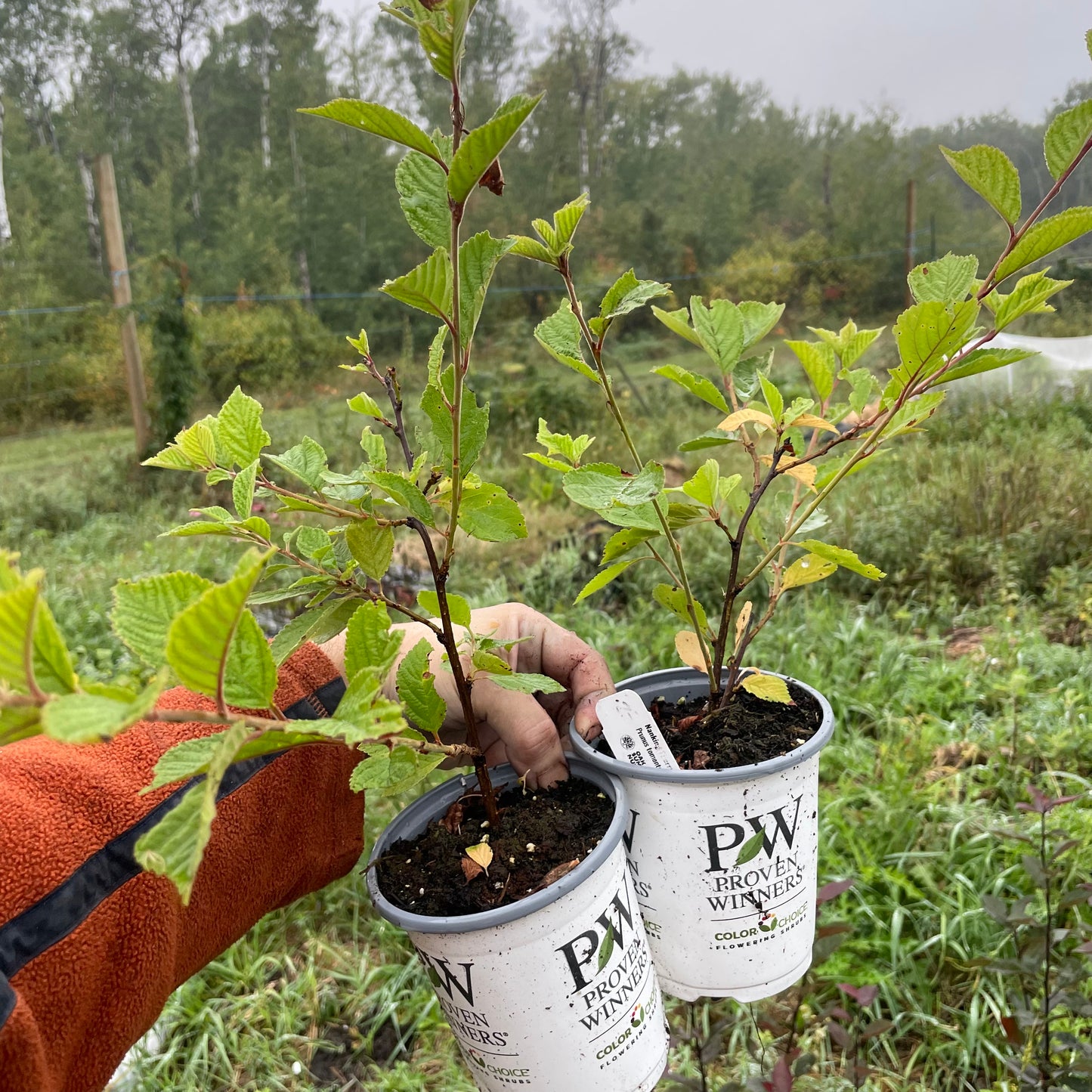 Nanking Cherry (Prunus tomentosa)