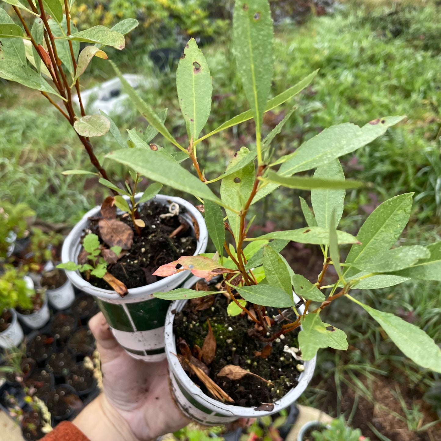 Prunier de Besse (Prunus besseyi)