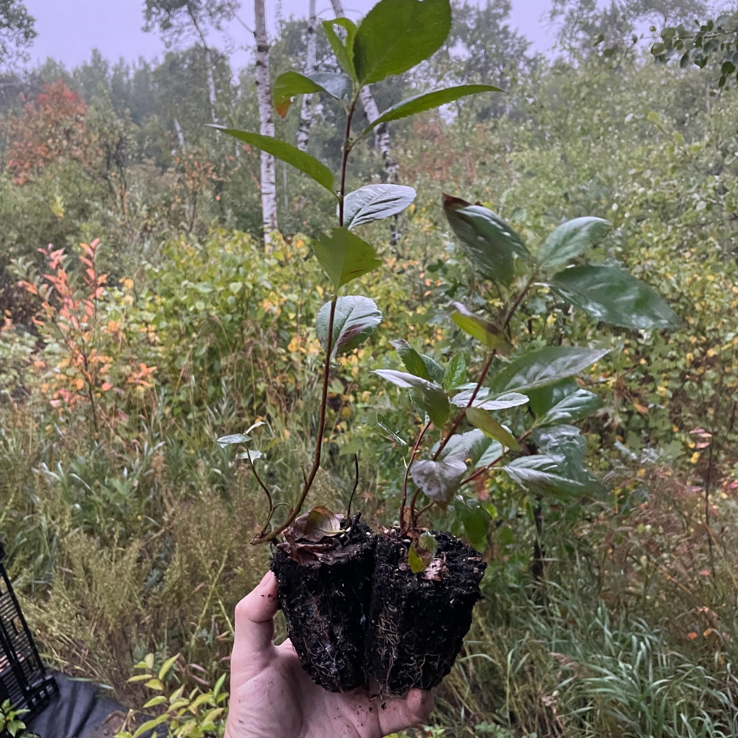 Aron Purple Chokeberry (Aronia melanocarpa 'Aron') - Zone 3