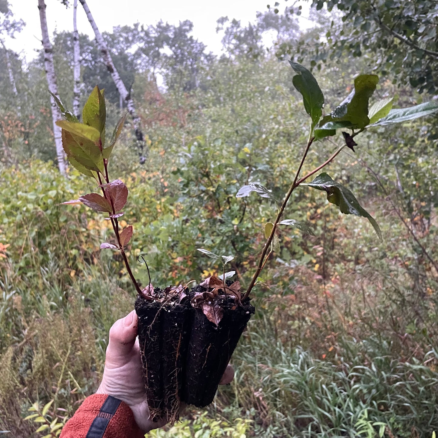 Aron Purple Chokeberry (Aronia melanocarpa 'Aron') - Zone 3