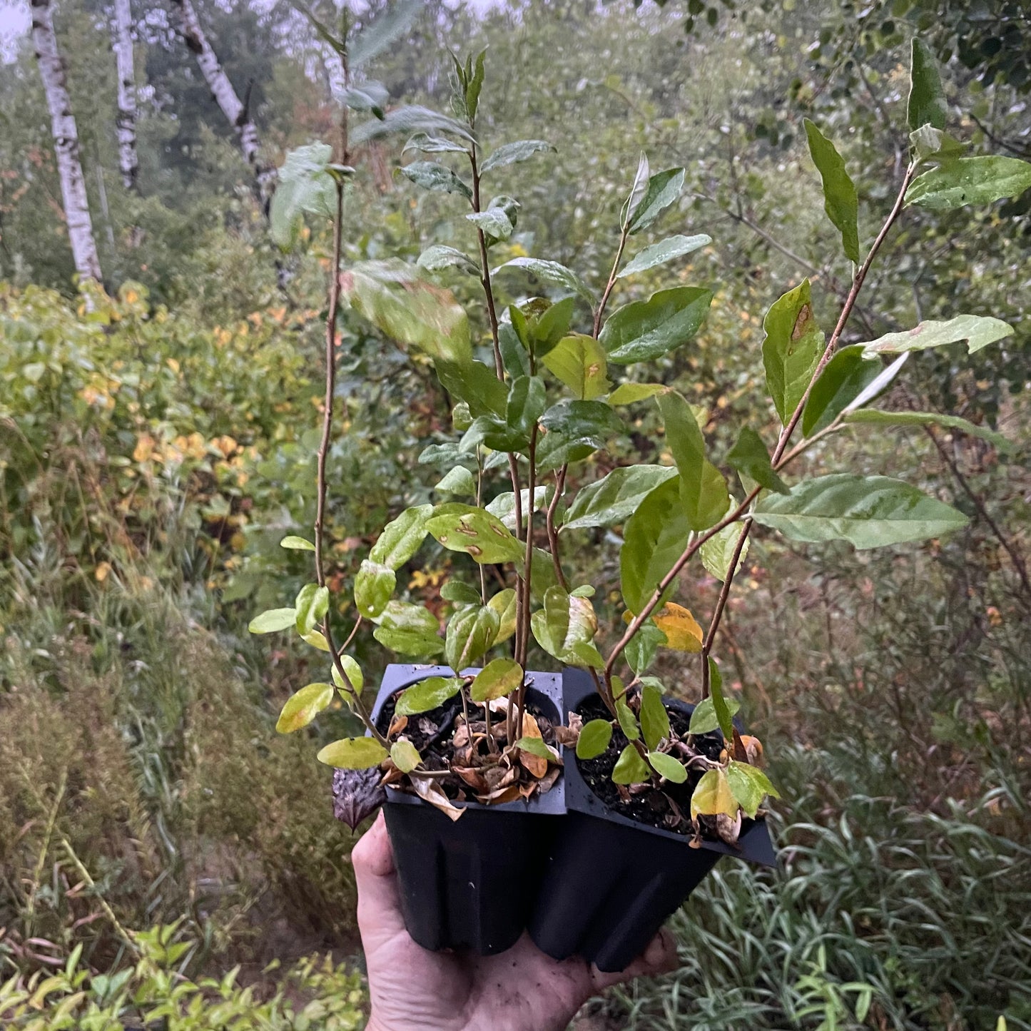 Autumn Olive (Elaeagnus umbellata) - Zone 3/4